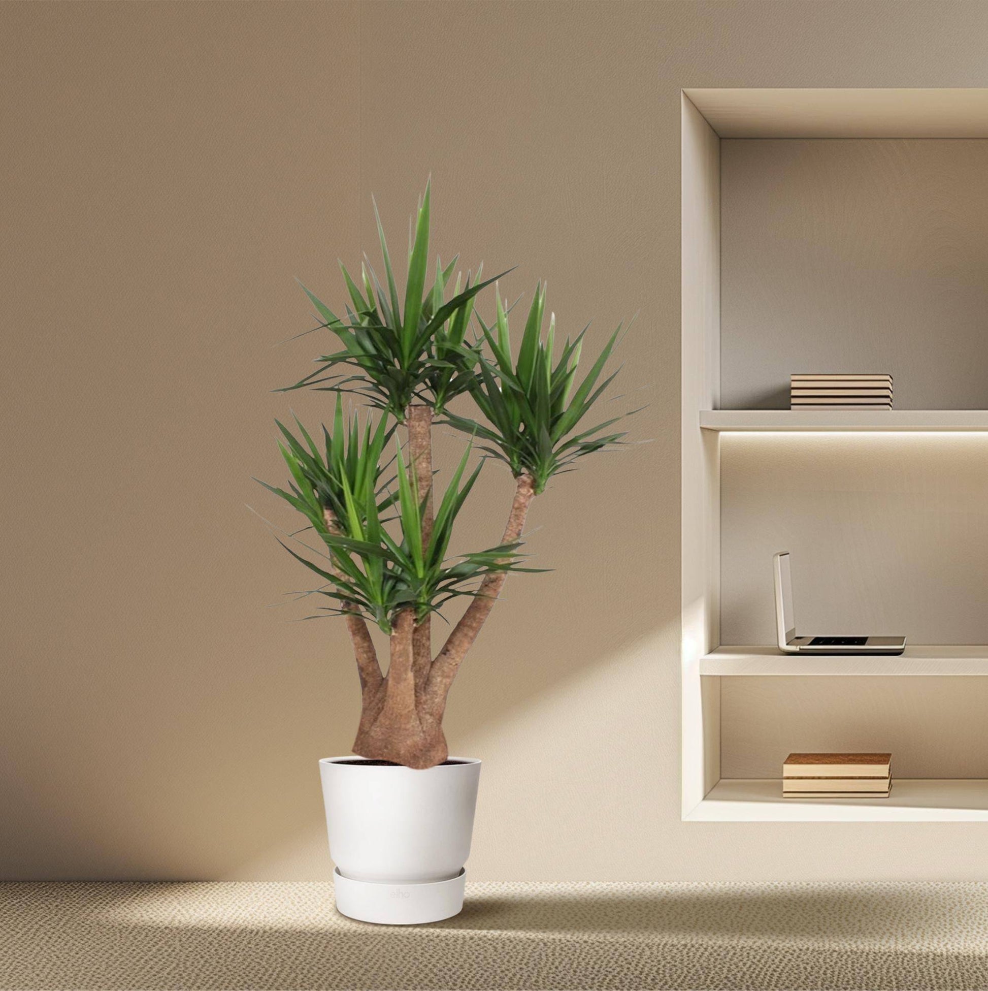 Yucca Elephantipes vertakt – 170 cm – Ø45 - Botanic-Vibes