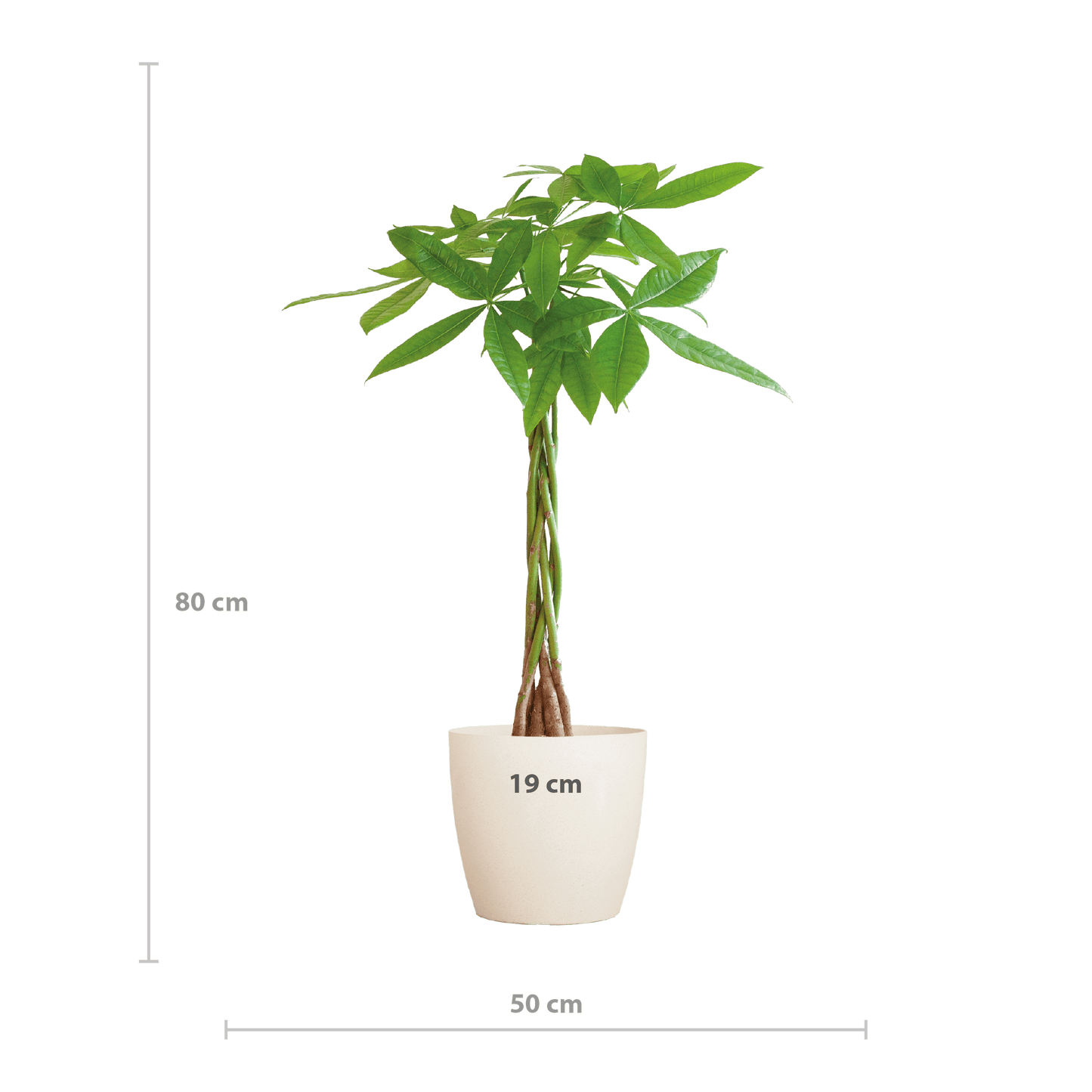 Pachira Aquatica mit Viber Weiß - 80cm - Ø21 - Botanic-Vibes