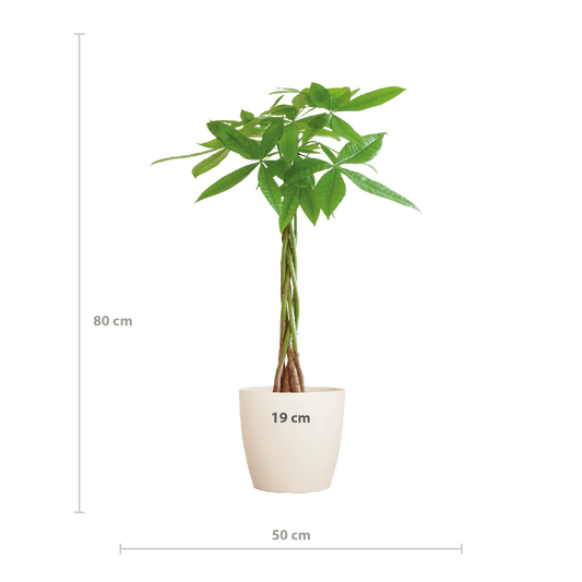 Pachira Aquatica mit Viber Weiß - 80cm - Ø21 - Botanic-Vibes