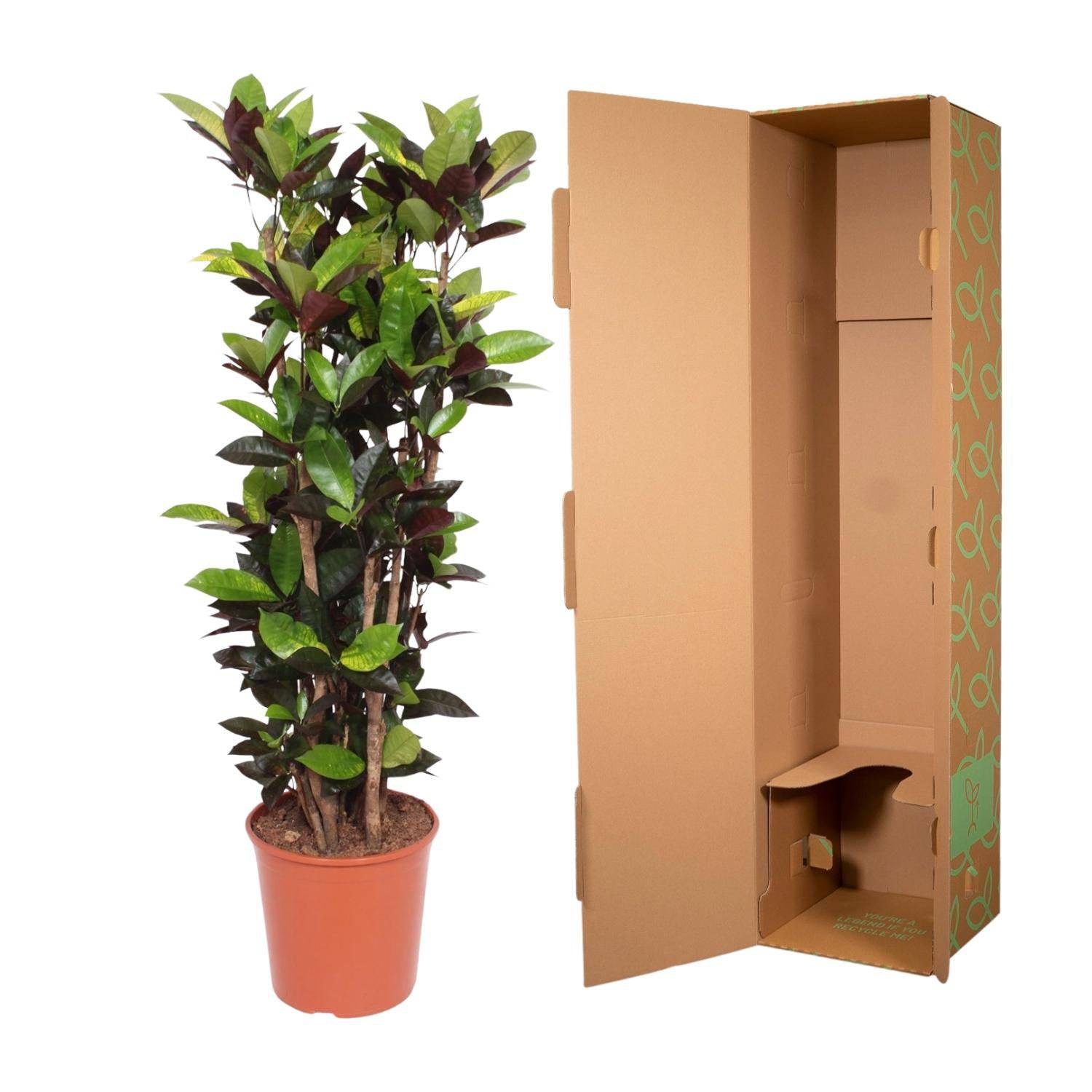 Codiaeum Iceton (Croton Iceton) – 140 cm – Ø27 - Botanic-Vibes