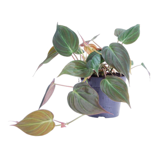 Philodendron scandens ‚Micans‘ – 25 cm – Ø12 - Botanic-Vibes
