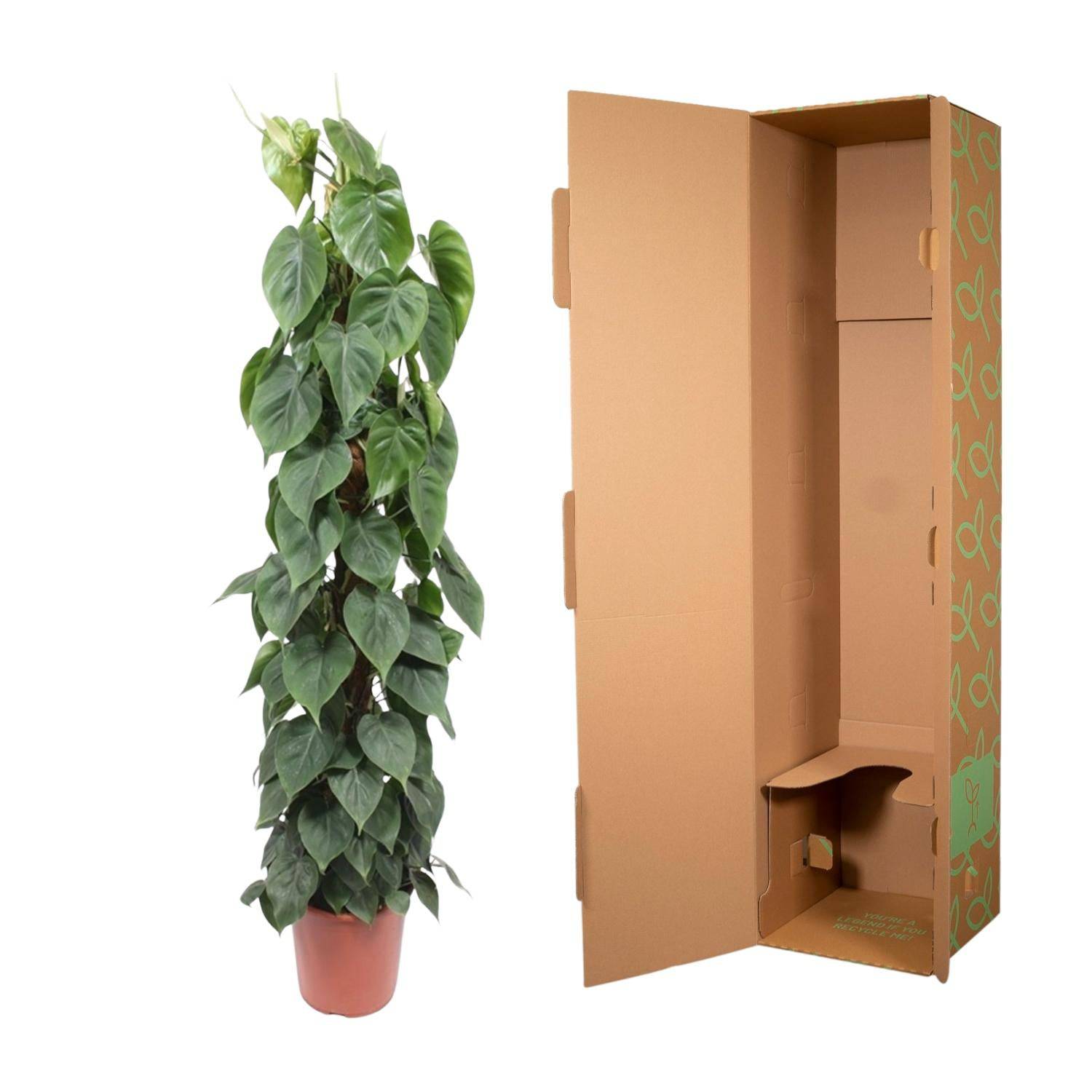 Philodendron scandens – mit Moosstab – 150 cm – Ø27 - Botanic-Vibes