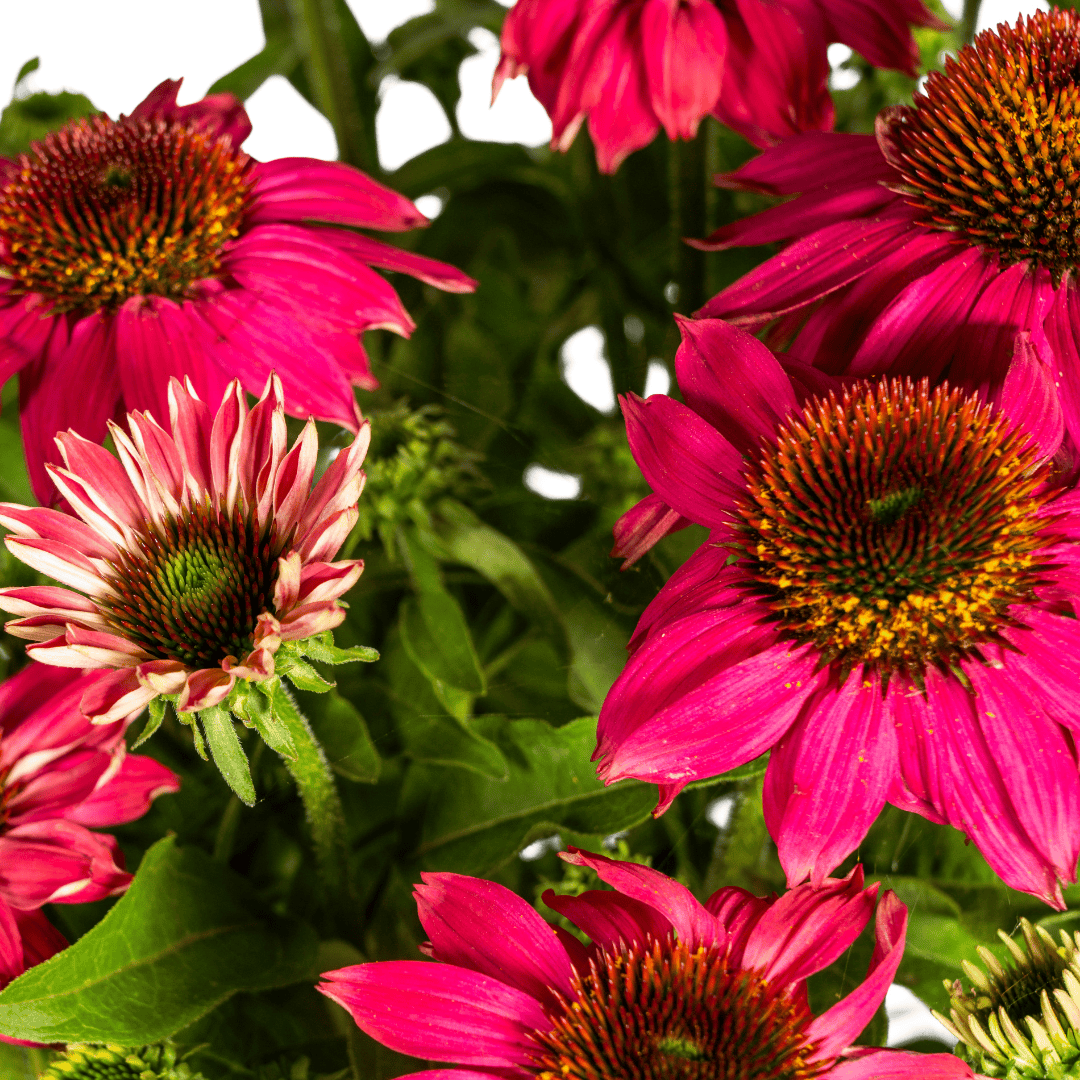 Echinacea purpurea Purple Ø19cm - ↕60 - 70cm - Botanic-Vibes