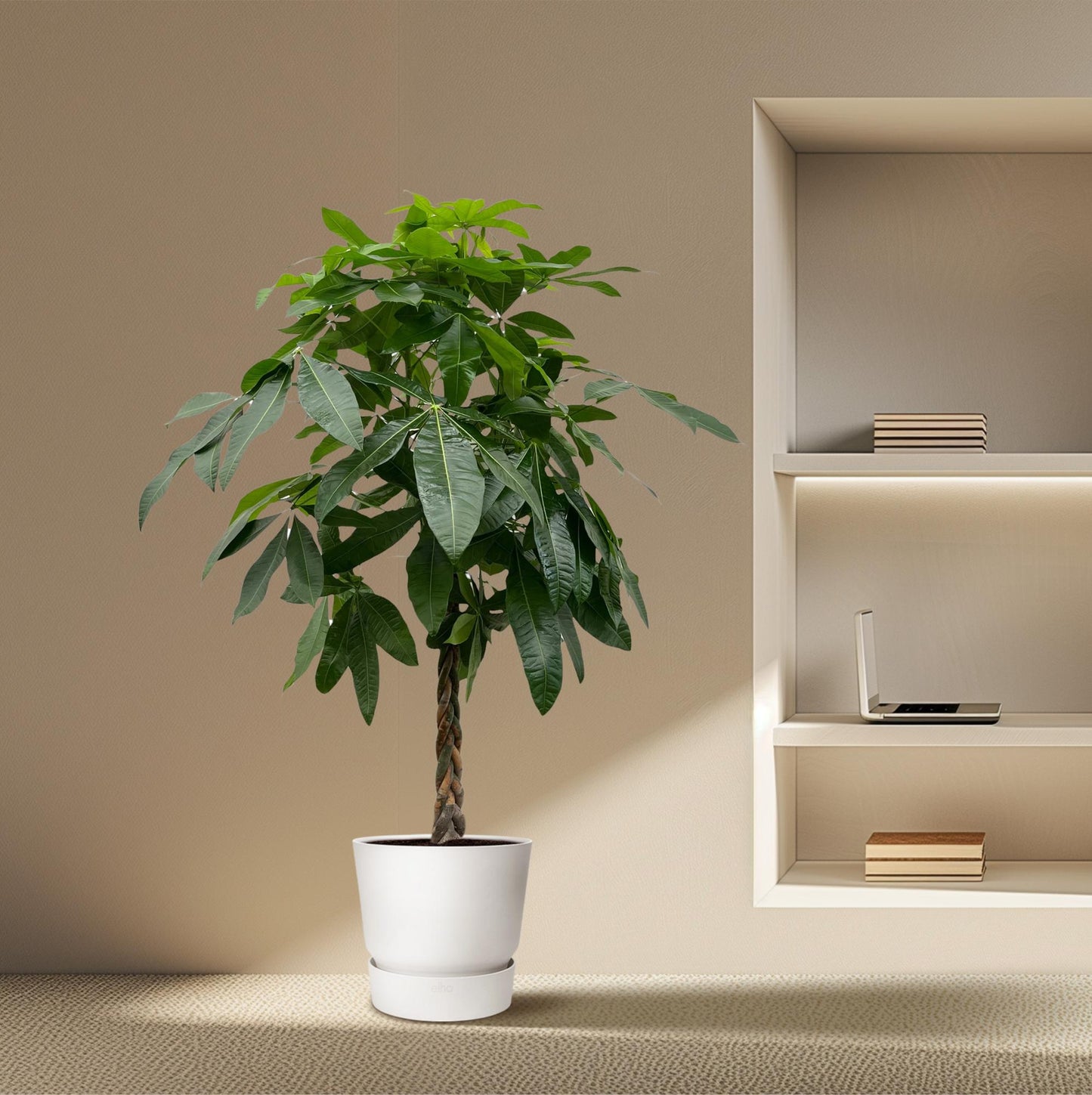 Pachira aquatica – 170 cm – Ø27