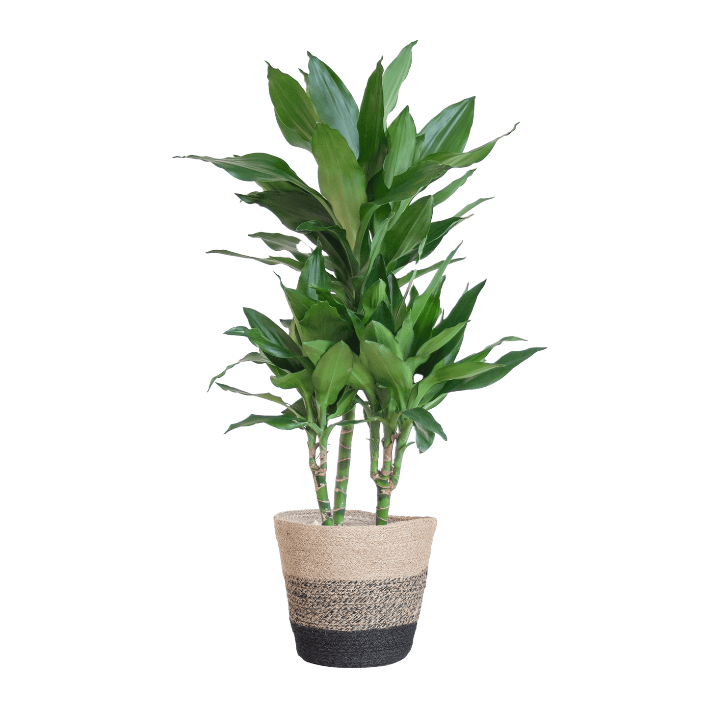 Dracaena  Janet Lindt mit Pflanzkorb Lissabon Schwarz - 95cm - Ø21 - Botanic-Vibes