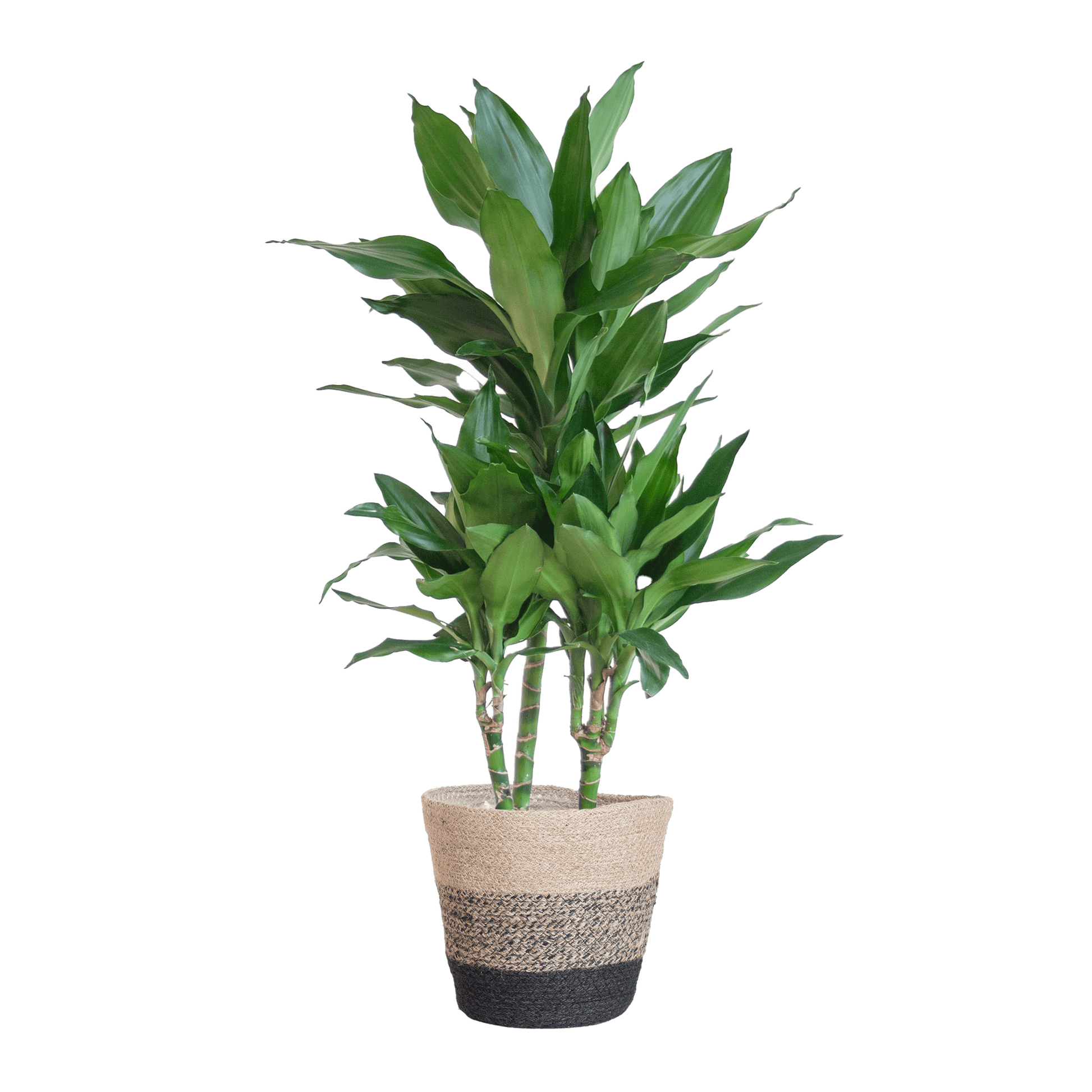 Dracaena  Janet Lindt mit Pflanzkorb Lissabon Schwarz - 95cm - Ø21 - Botanic-Vibes