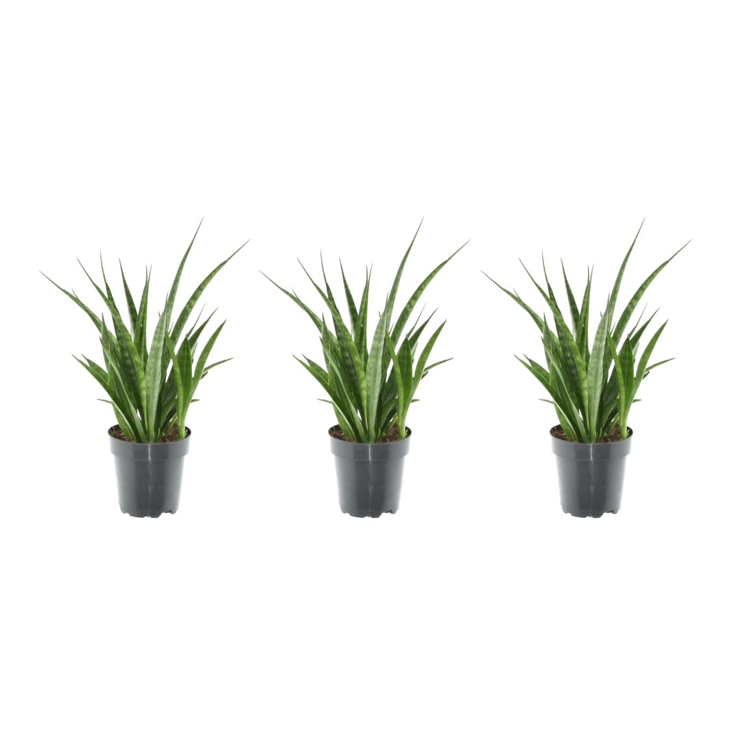 3x Sansevieria kirkii – 38 cm – Ø12 - Botanic-Vibes