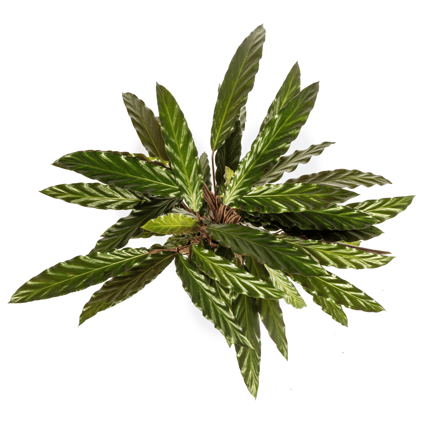 Calathea Rufibarba Ø17cm - ↕40 - 50cm - Botanic-Vibes
