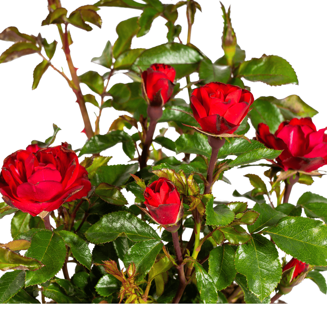 Rosa Zepeti Ø19cm - ↕35 - 40cm - Botanic-Vibes