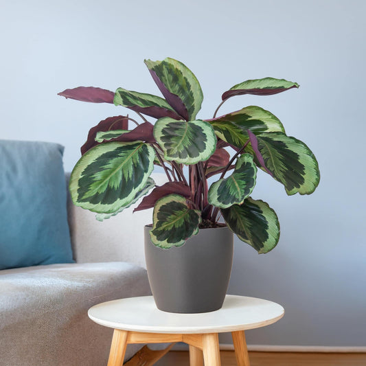 Calathea Medaillon mit Viber Grau- 65cm - Ø21 - Botanic-Vibes