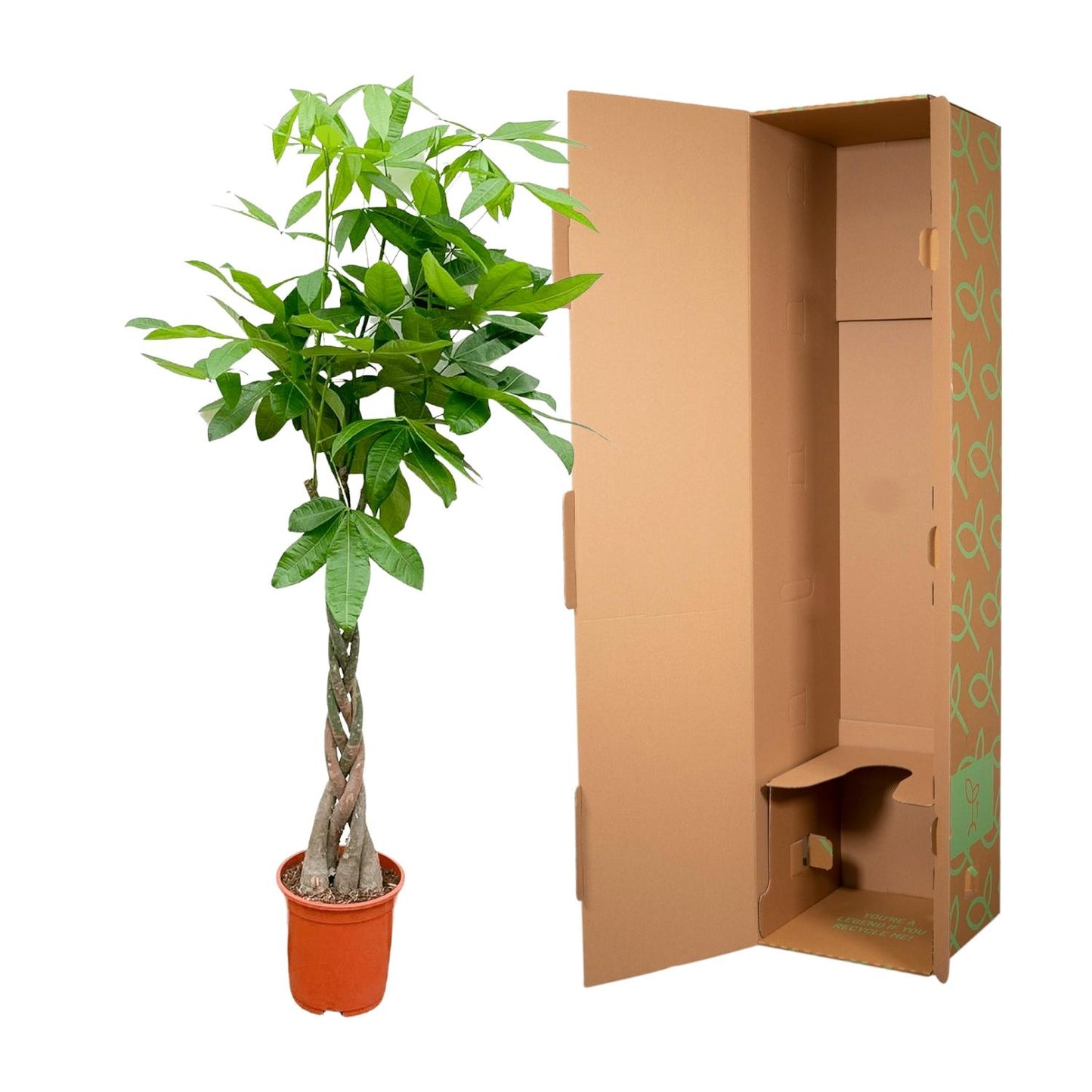 Pachira aquatica – 140 cm – Ø27