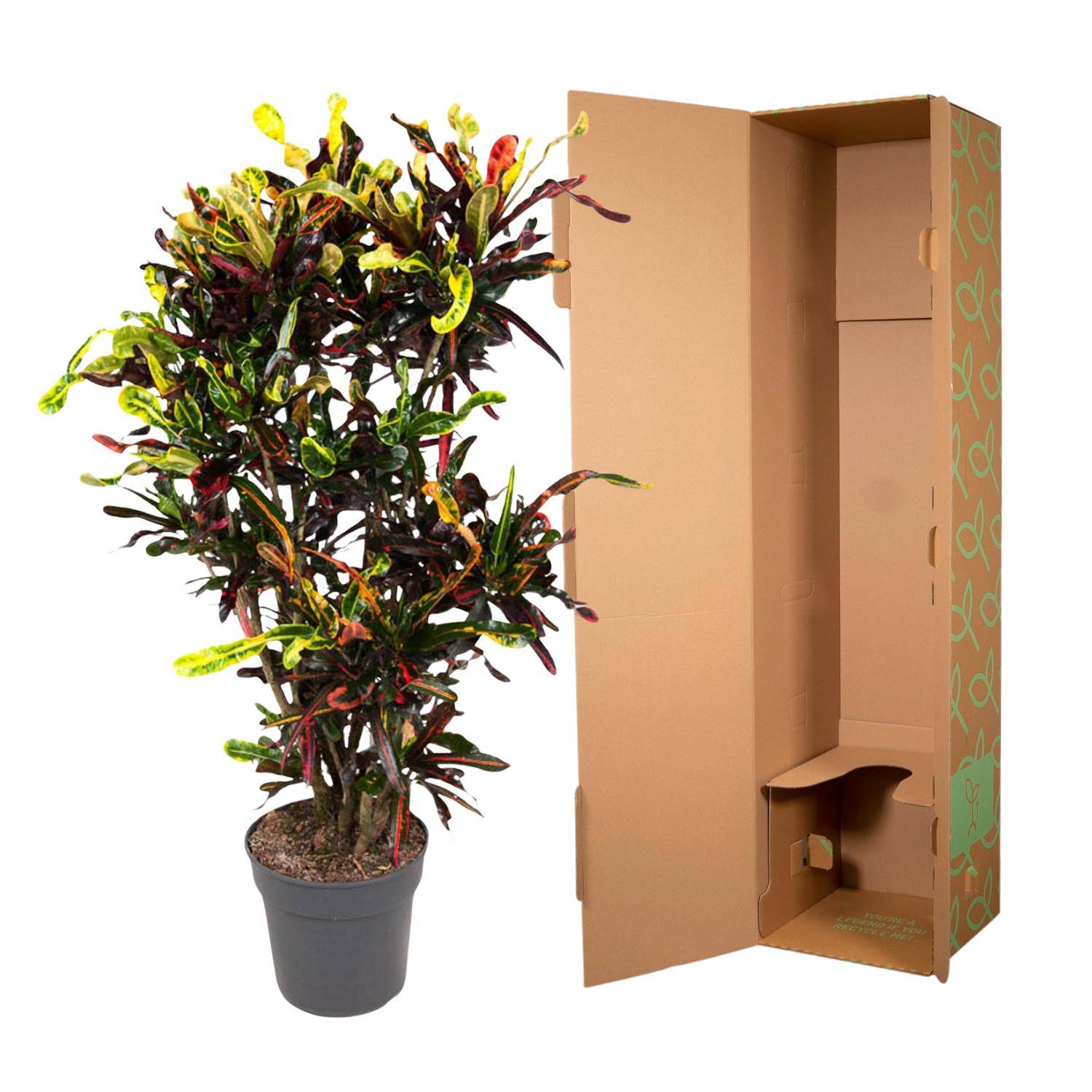 Codiaeum Mammi verzweigt – 120 cm – Ø31 - Botanic-Vibes