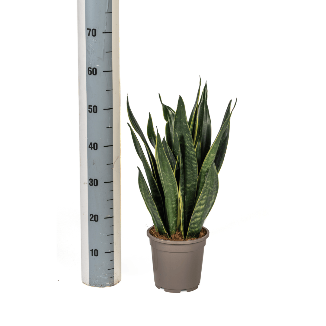 Sansevieria Trifasciata Futura Black Ø17cm - ↕45 - 55cm - Botanic-Vibes