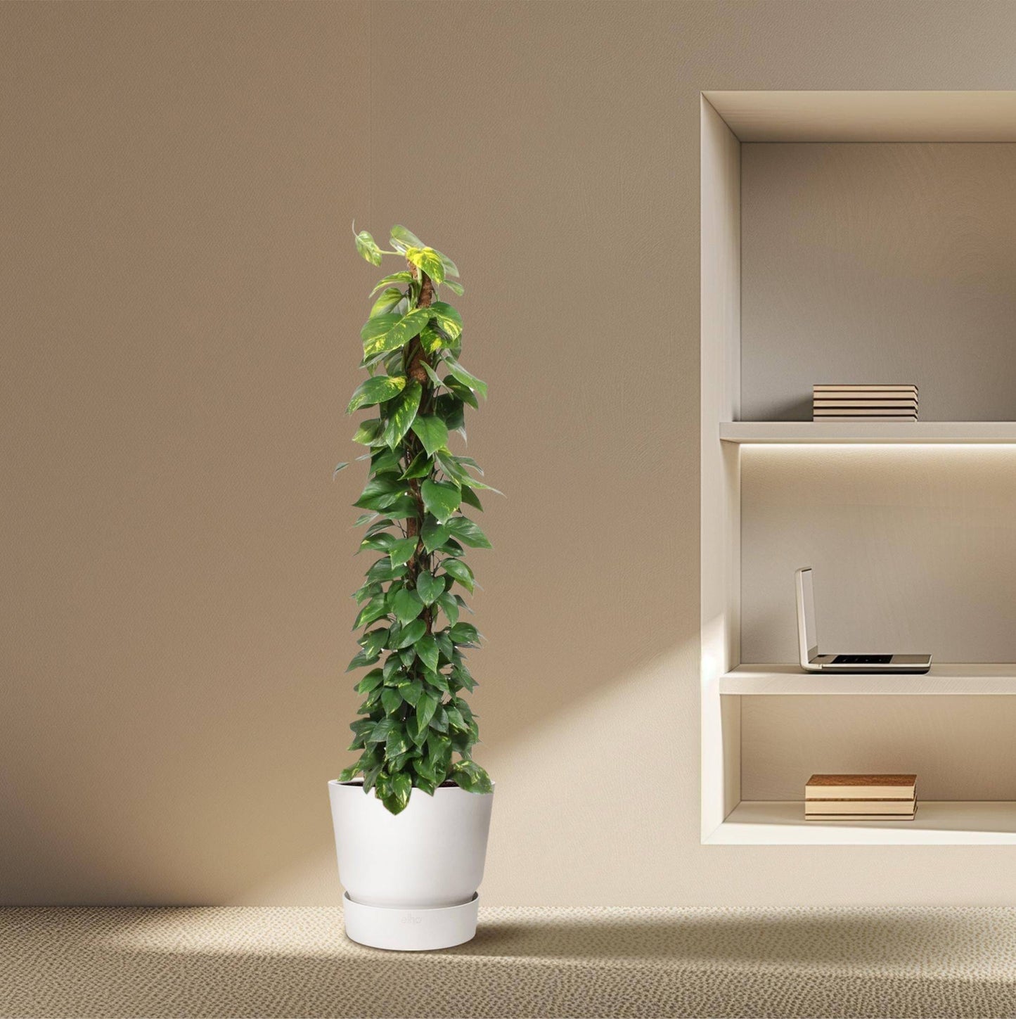 Epipremnum aureum Moosstab – 180 cm – Ø34 - Botanic-Vibes