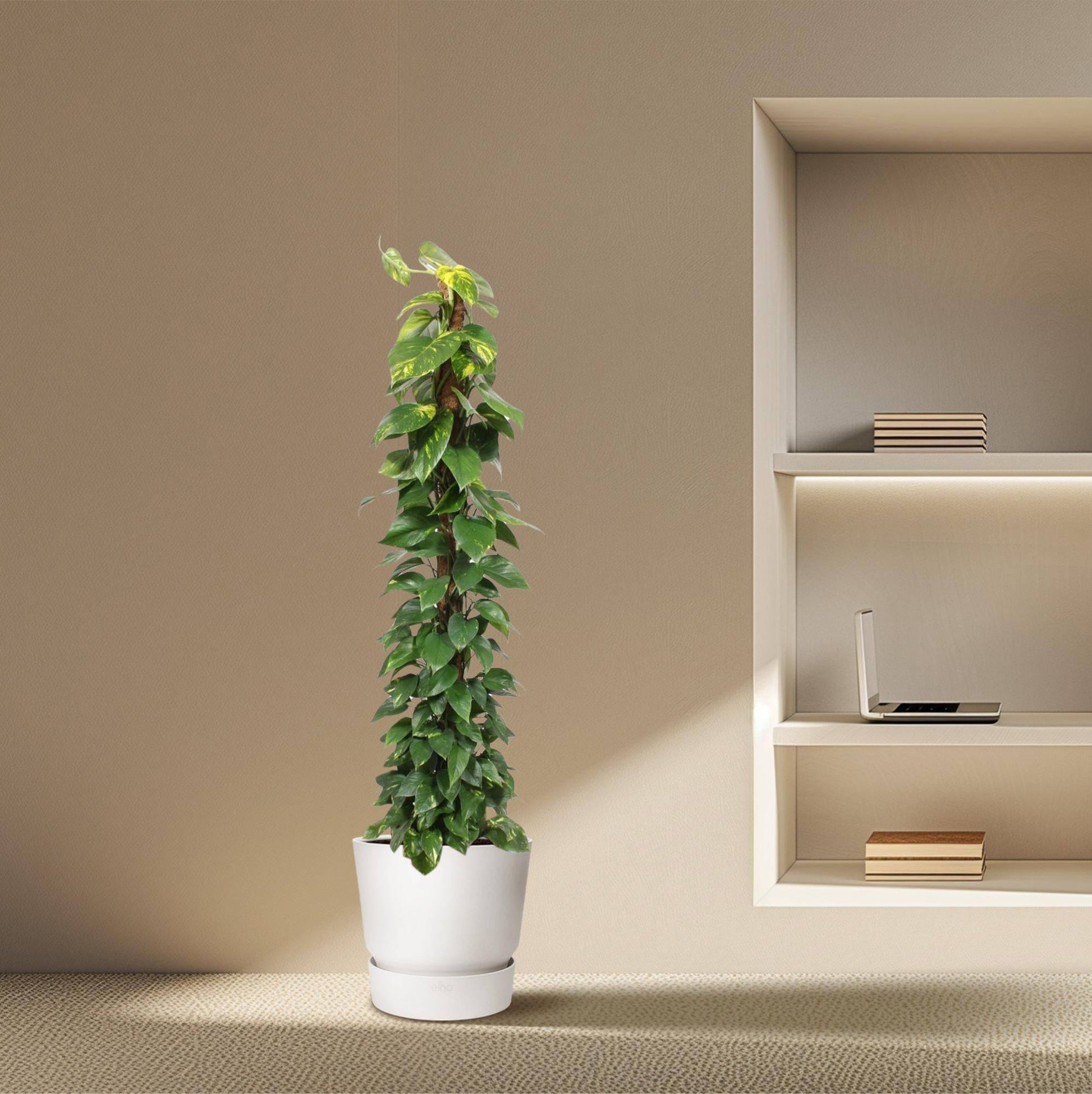 Epipremnum aureum Moosstab – 180 cm – Ø34 - Botanic-Vibes