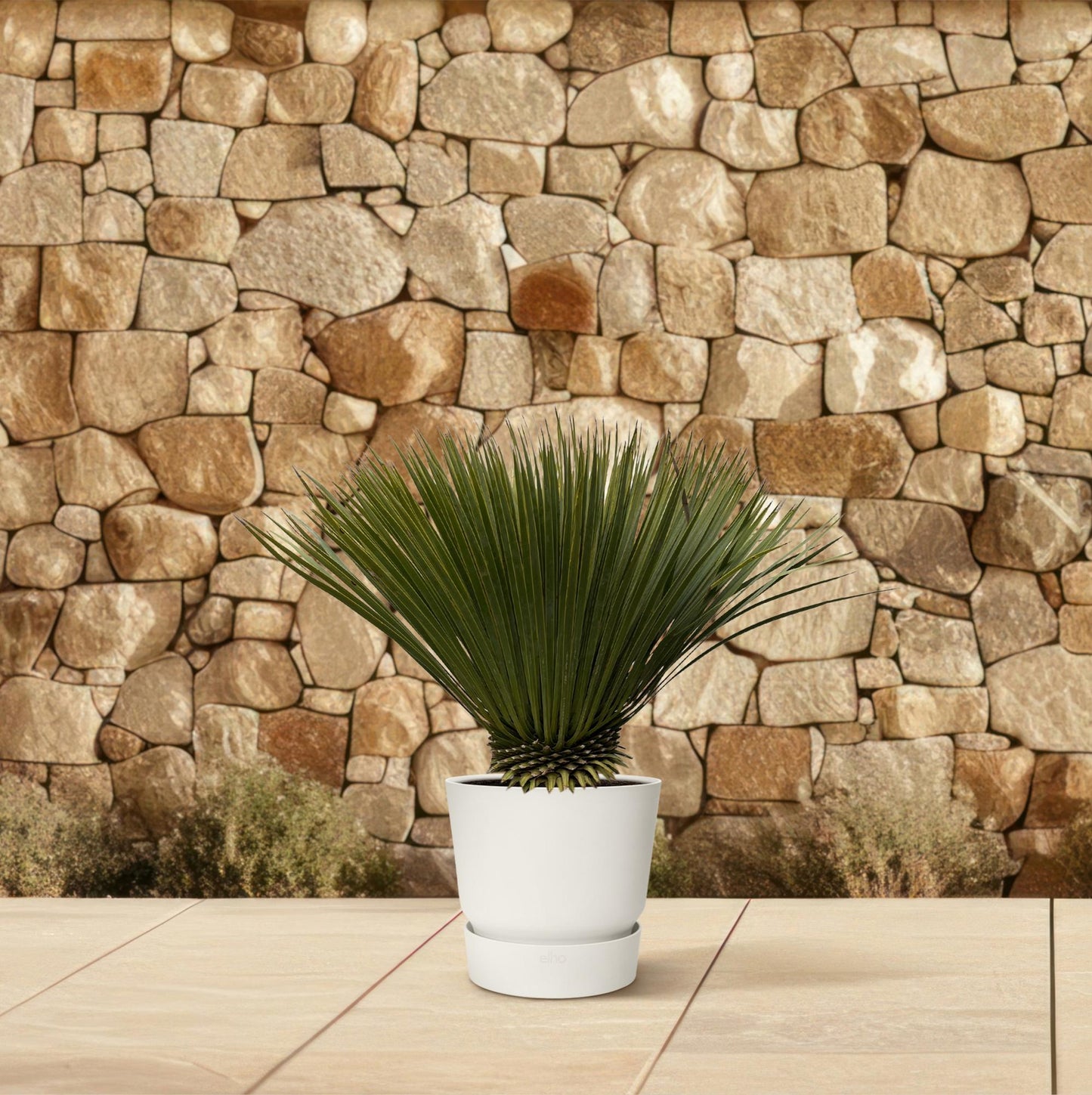 Yucca Rostrata – 75cm – Ø30