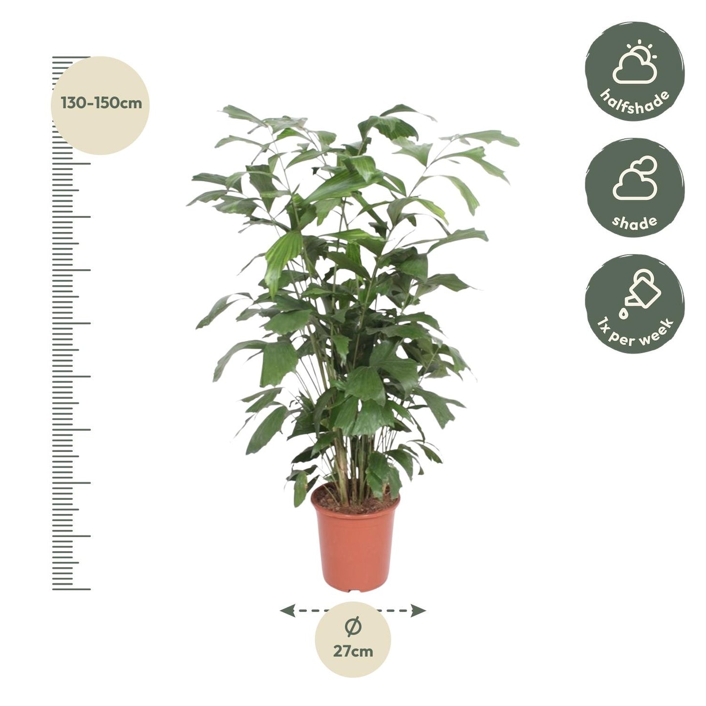 Caryota mitis – 140 cm – Ø27