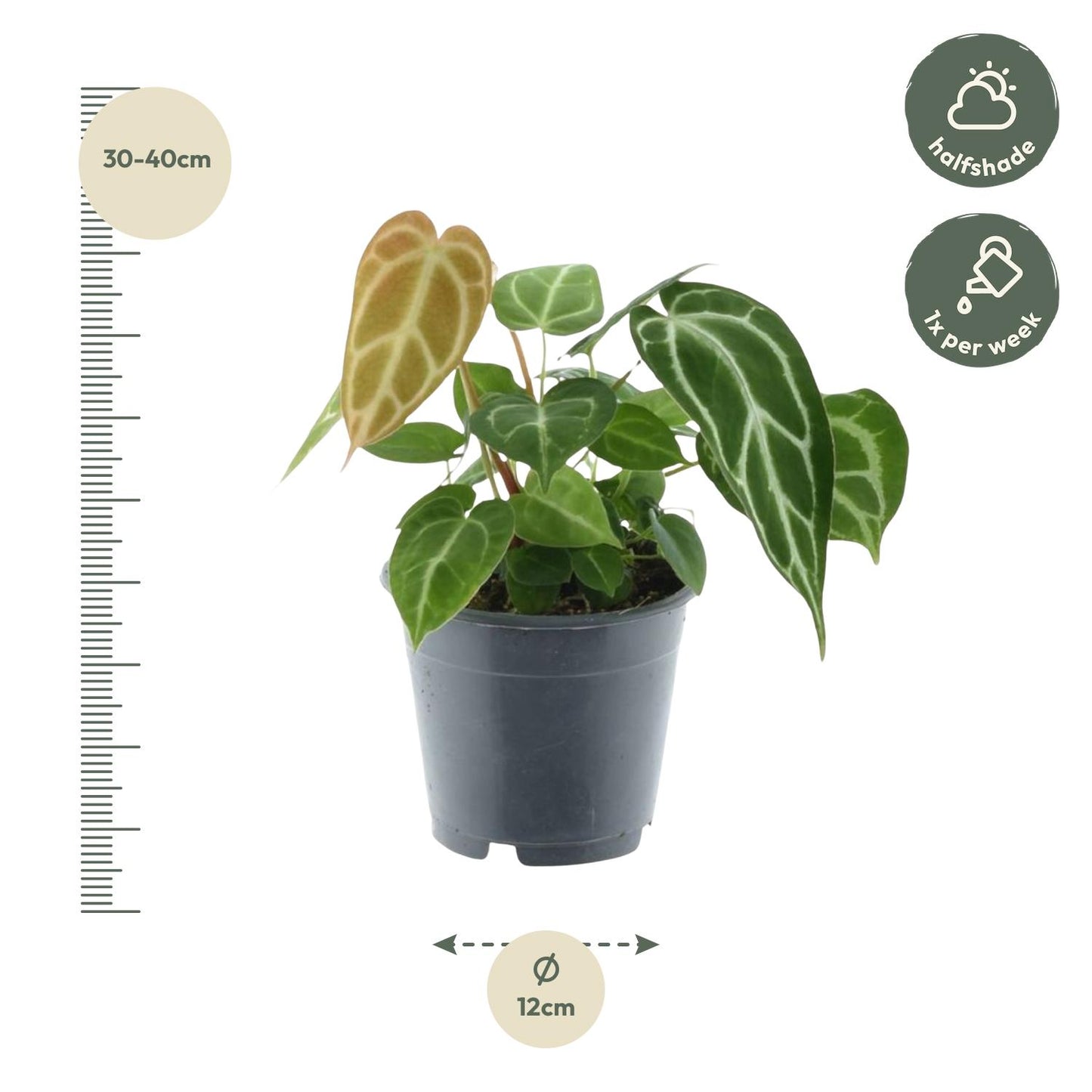 Anthurium Chrystallium – 35 cm – Ø12