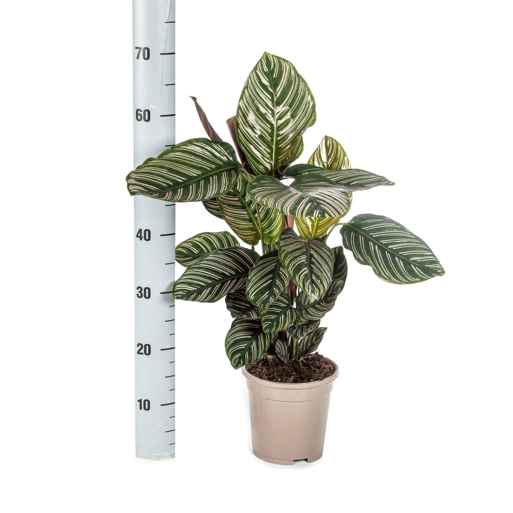 Calathea Ornata Sanderiana Ø17cm - ↕40 - 50cm - Botanic-Vibes