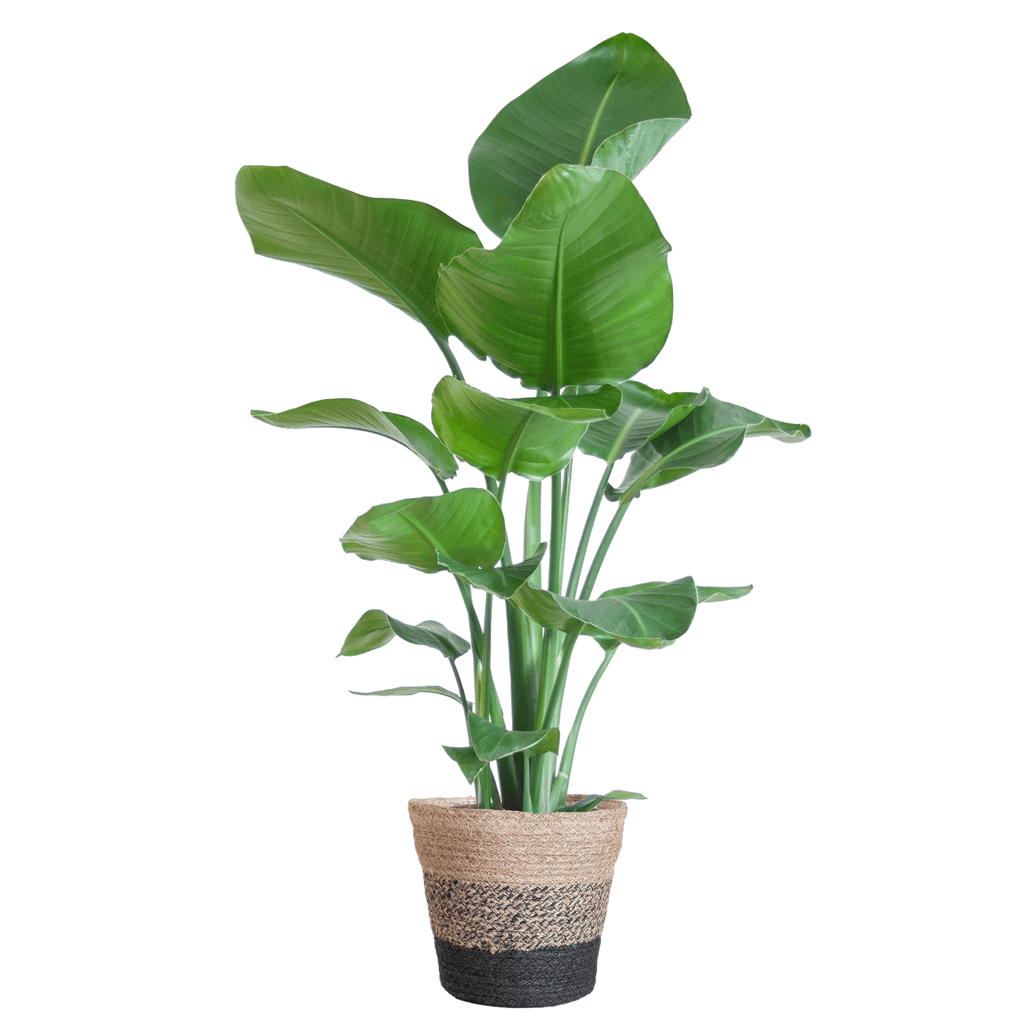 Die Strelitzia Nicolai mit dem schwarzen Lissabon-Korb. - 80cm - Ø19 - Botanic-Vibes