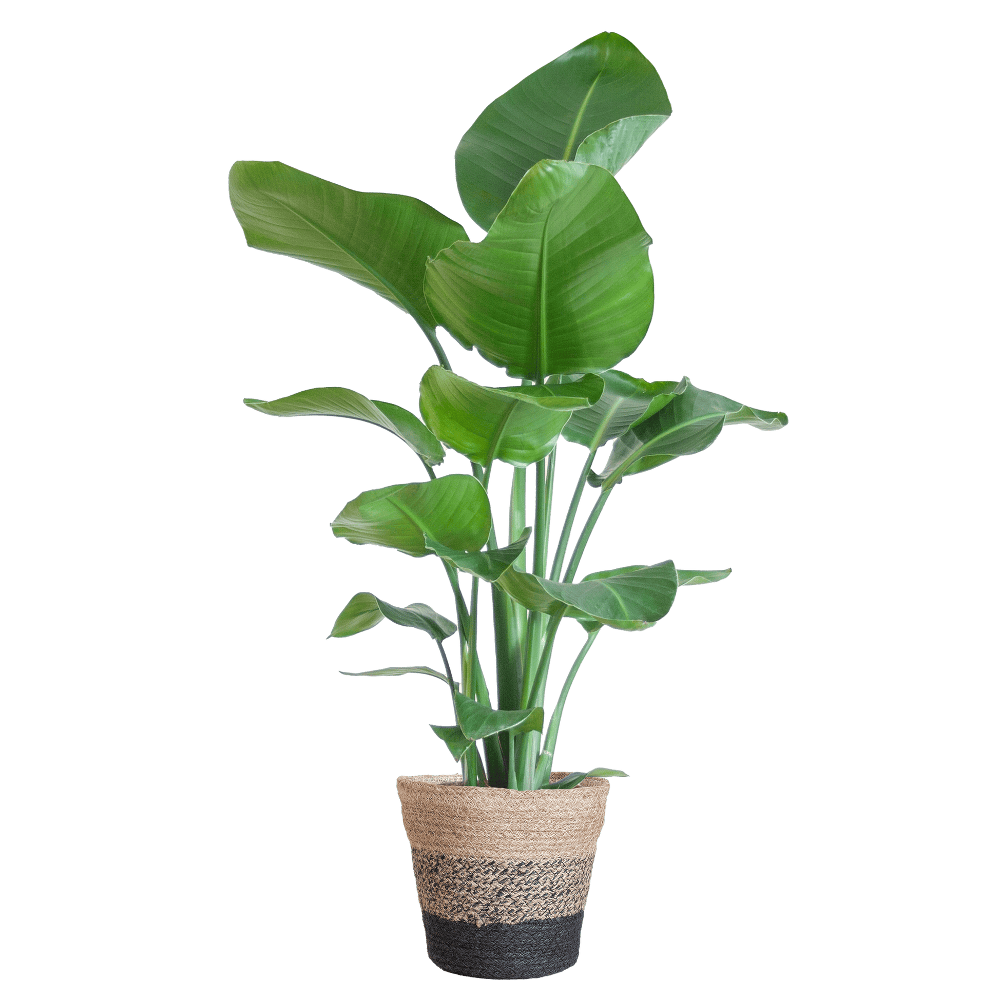 Die Strelitzia Nicolai mit dem schwarzen Lissabon-Korb. - 80cm - Ø19 - Botanic-Vibes