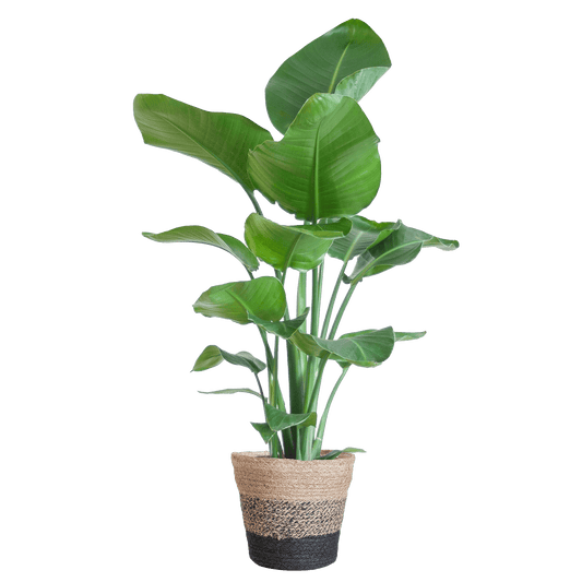 Die Strelitzia Nicolai mit dem schwarzen Lissabon-Korb. - 80cm - Ø19 - Botanic-Vibes