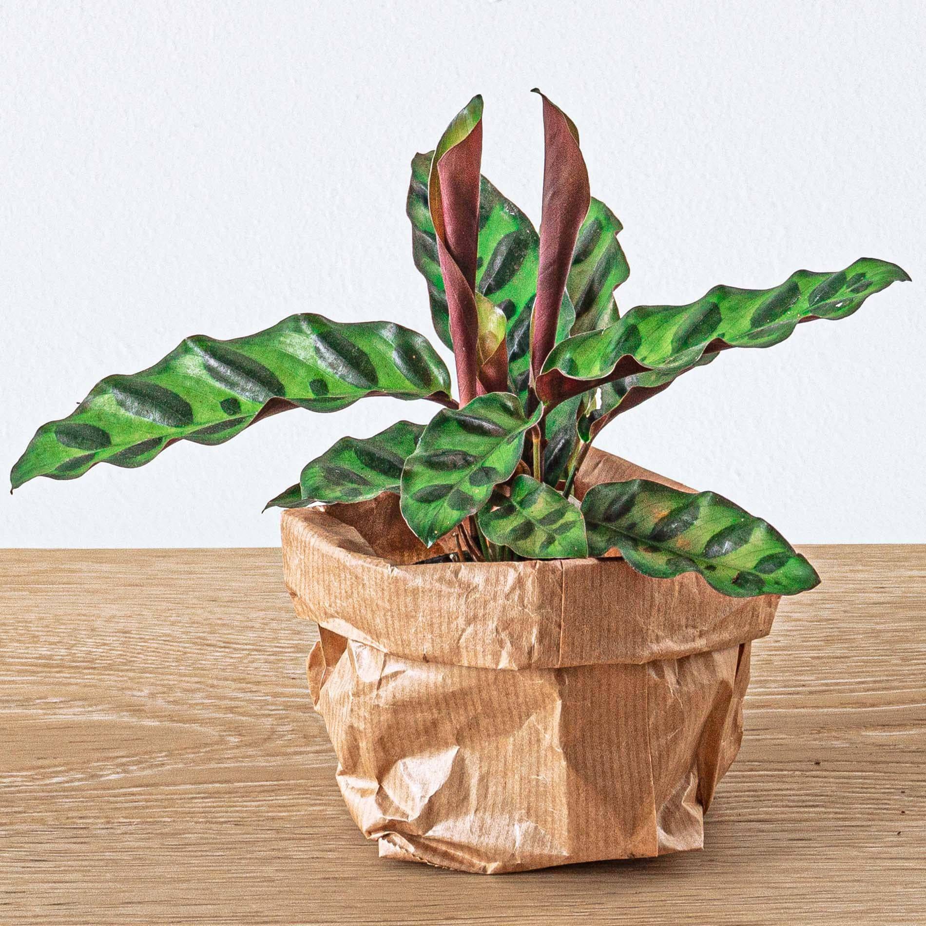 Terrarium-Set – Calathea Lancifolia – Nachfüllung & Starterset – DIY - Botanic-Vibes