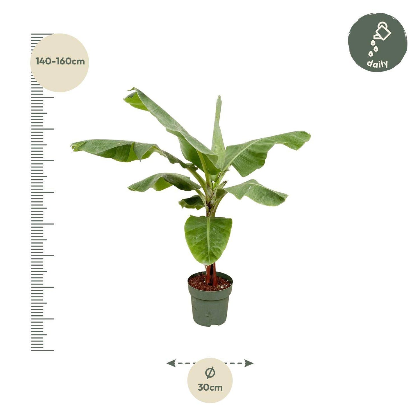 Bananenpflanze (Musa) – 170 cm – ø30 - Botanic-Vibes
