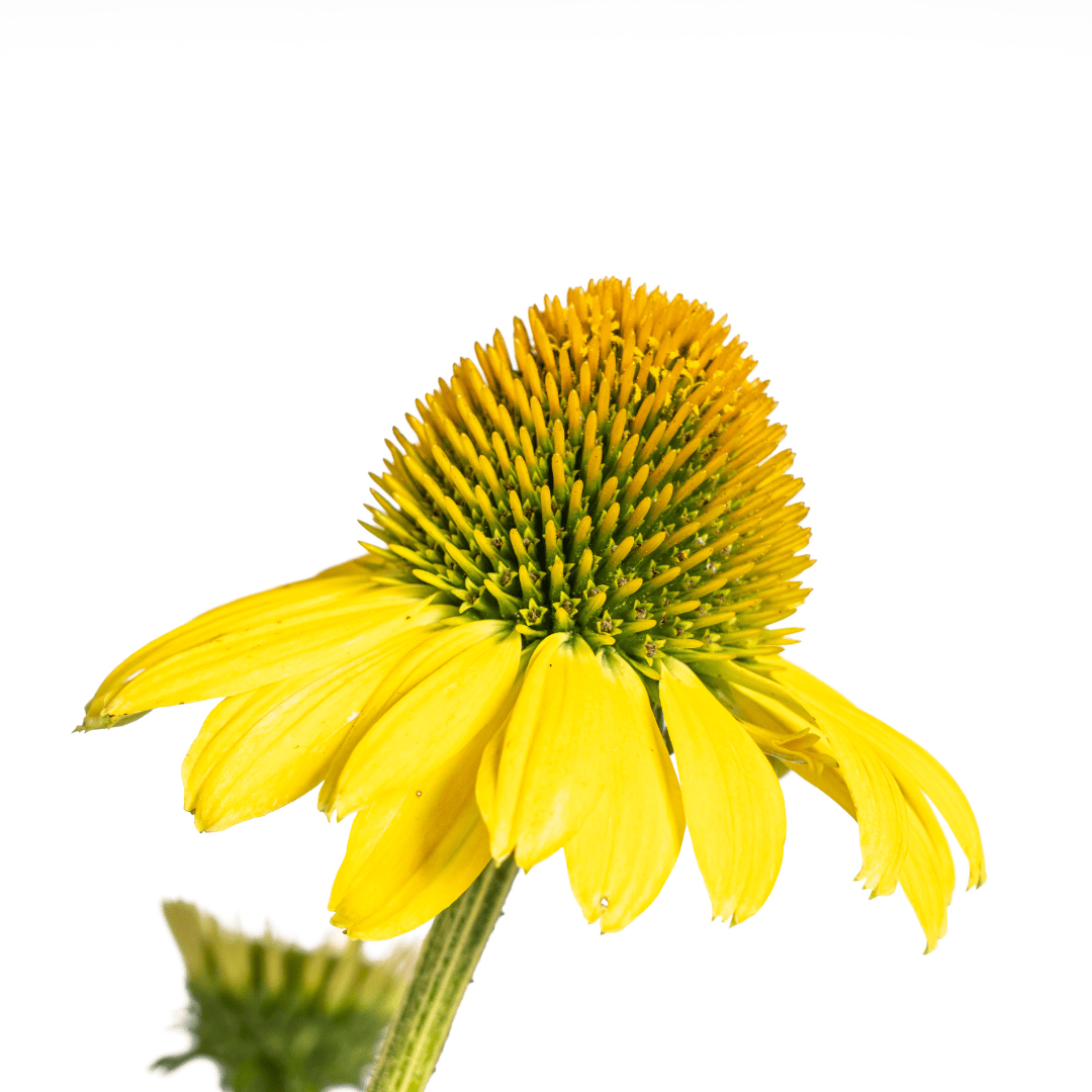 Echinacea purpurea Yellow Ø19cm - ↕60 - 70cm - Botanic-Vibes