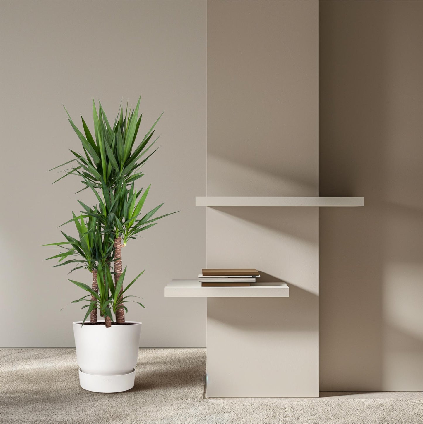 Yucca Elephantipe – 180 cm – Ø34