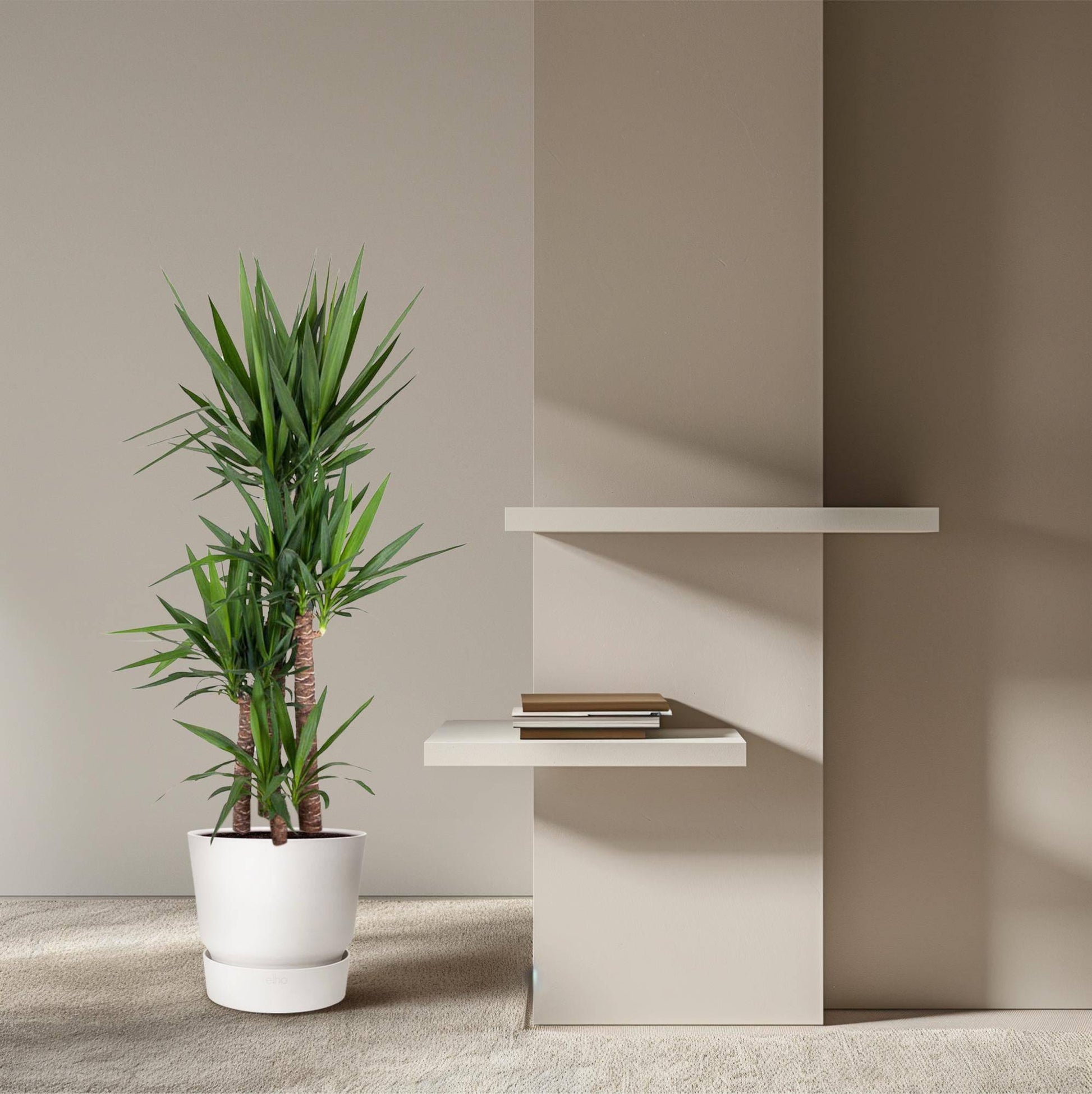 Yucca Elephantipe – 180 cm – Ø34 - Botanic-Vibes