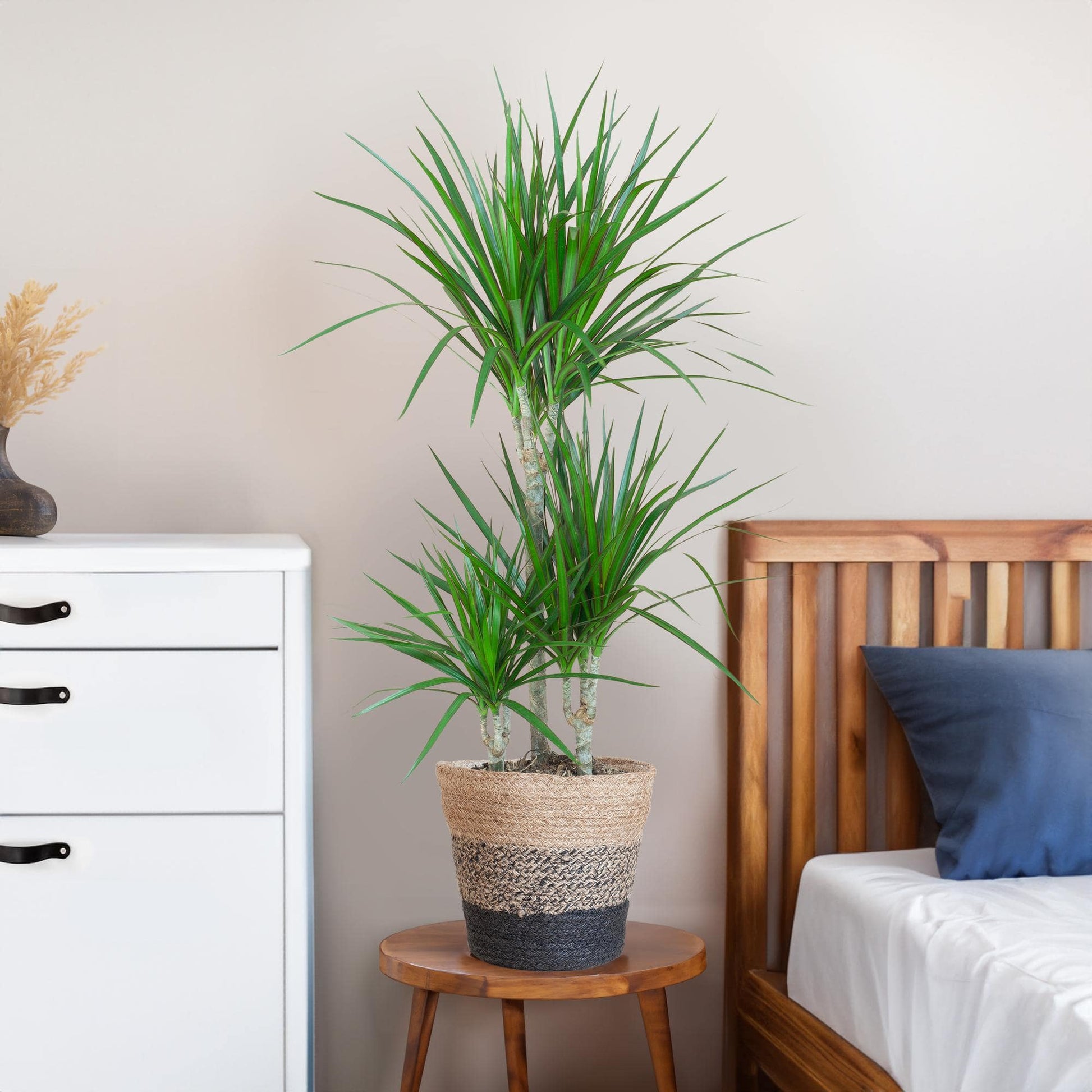 Dracaena Marginata mit Lissabon Schwarz Korb - 95cm - Ø21 - Botanic-Vibes