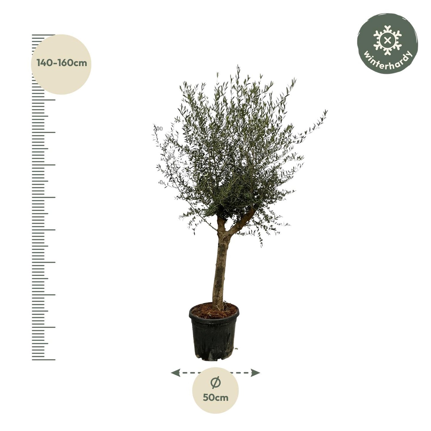 Olea Lorc – 200 cm – Ø45