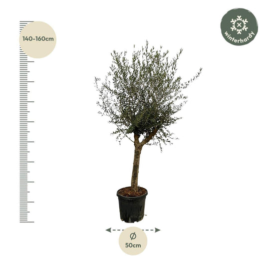 Olea Lorc – 200 cm – Ø45 - Botanic-Vibes