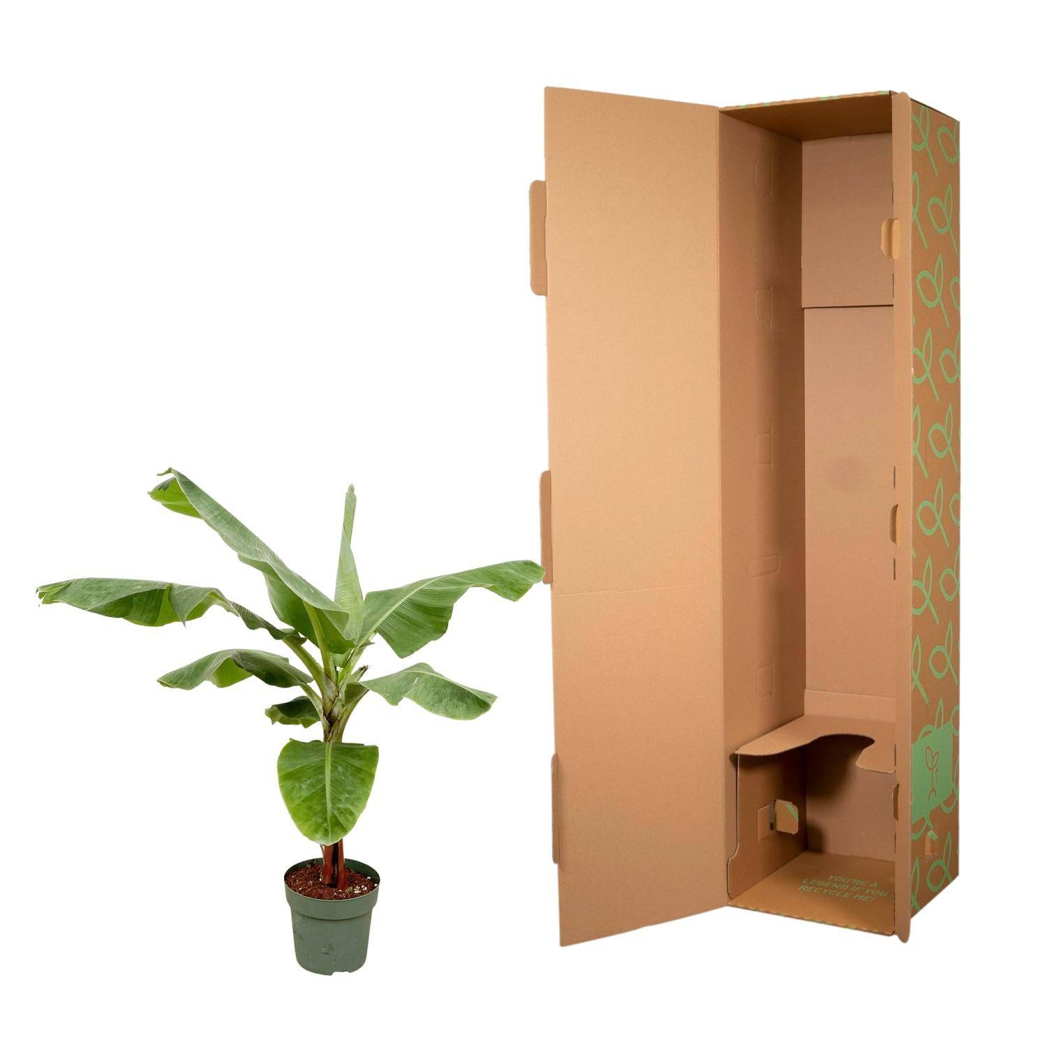 Bananenpflanze (Musa) – 170 cm – ø30 - Botanic-Vibes