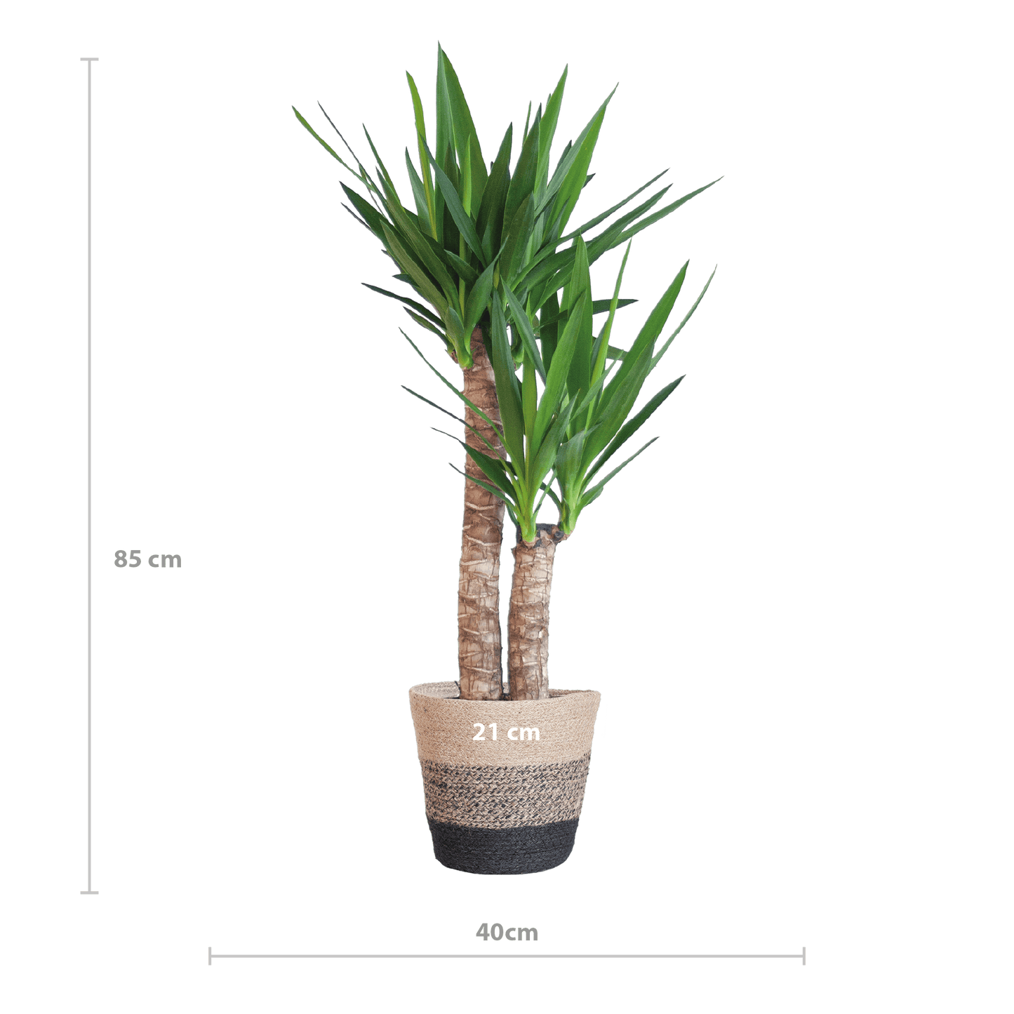 Yucca Elephantipes mit Korb Lissabon Schwarz - 90cm - Ø21 - Botanic-Vibes