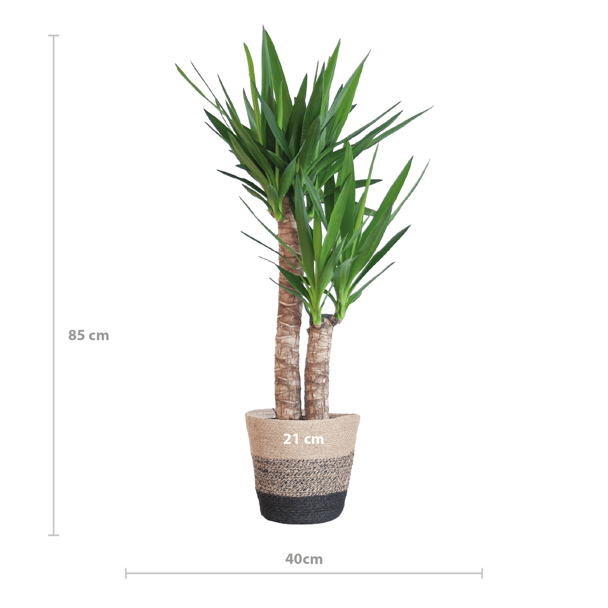 Yucca Elephantipes mit Korb Lissabon Schwarz - 90cm - Ø21 - Botanic-Vibes