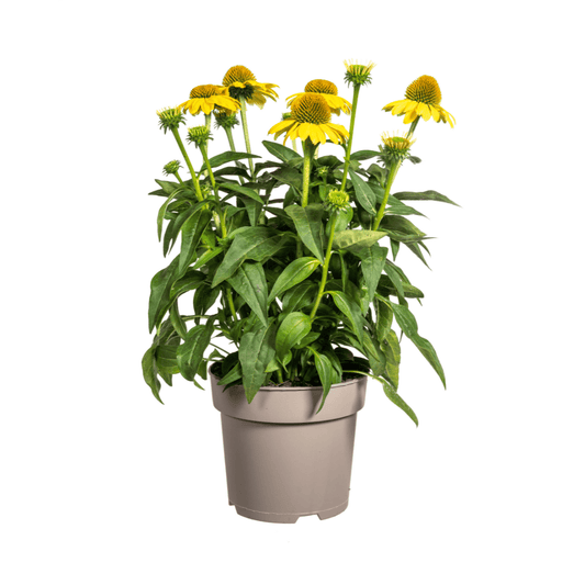 Echinacea purpurea Yellow Ø19cm - ↕60 - 70cm - Botanic-Vibes