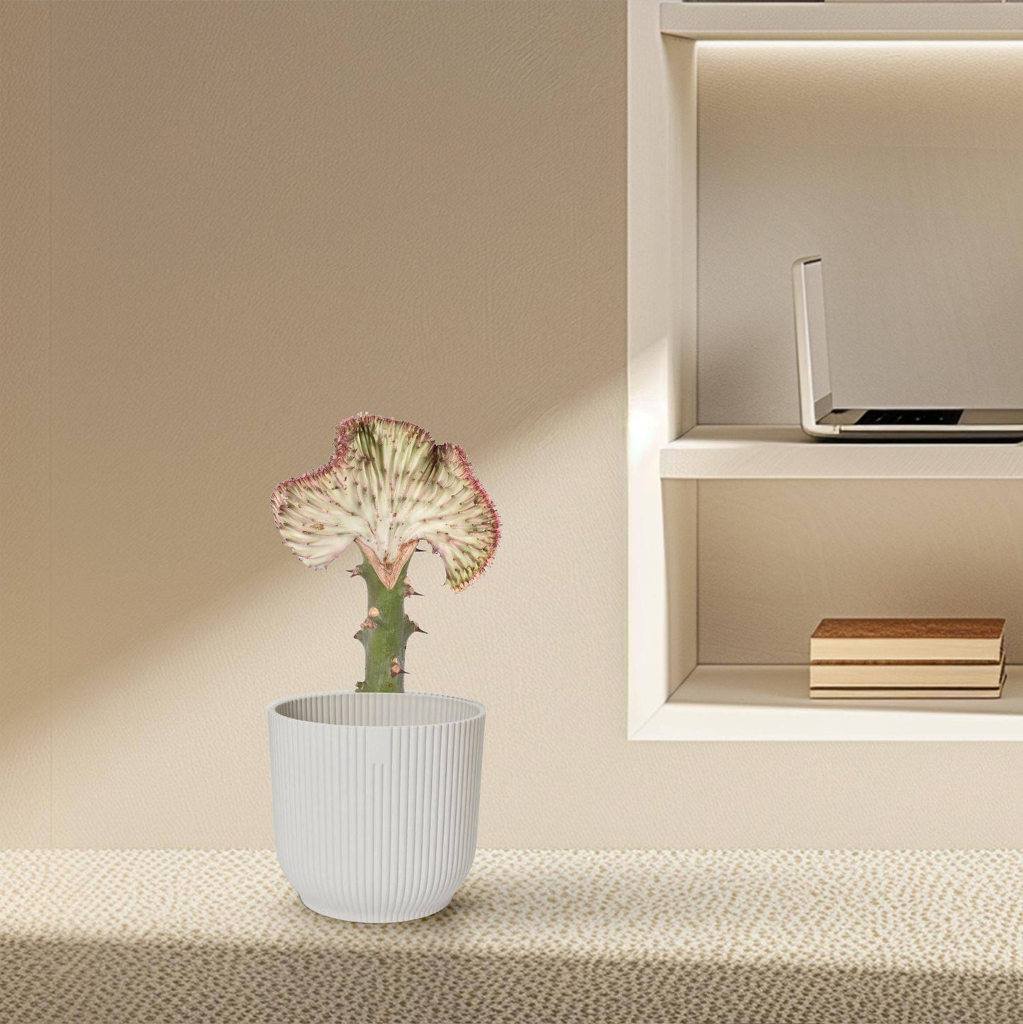 Euphorbia lactea cristata rot – 30 cm – Ø10,5 - Botanic-Vibes