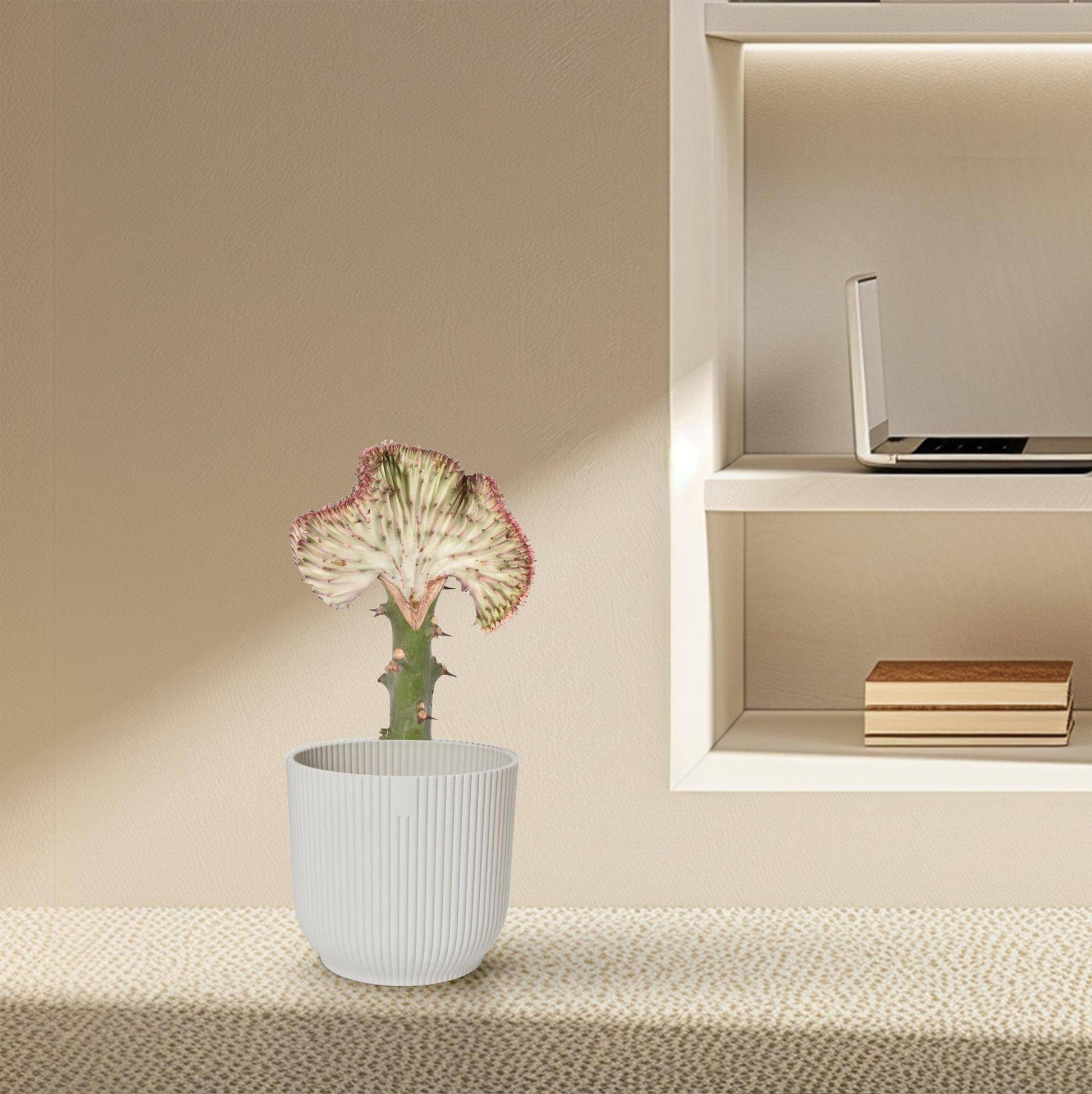 Euphorbia lactea cristata rot – 30 cm – Ø10,5 - Botanic-Vibes