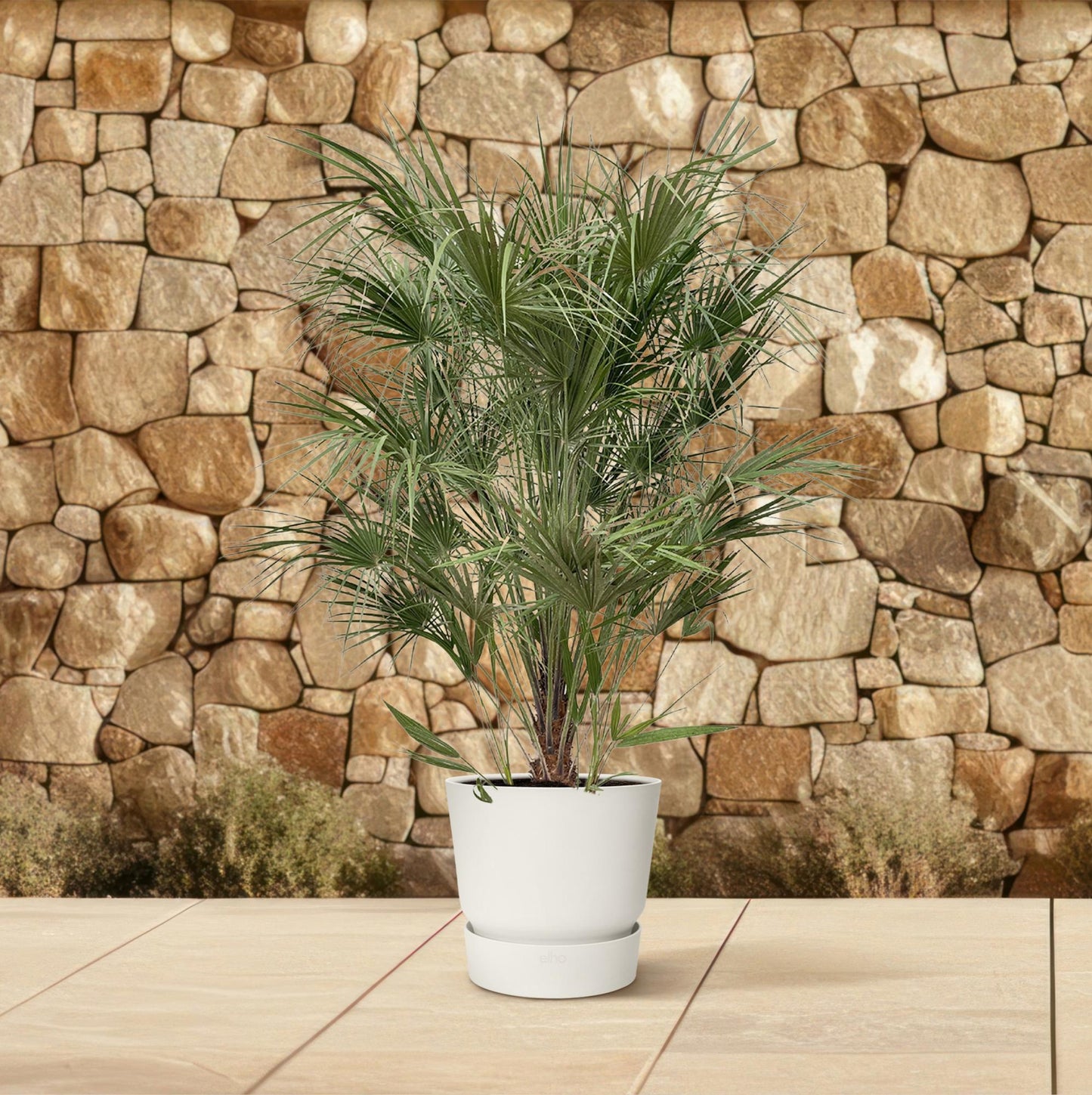 Chamaerops humilis Busch – 170 cm – Ø30