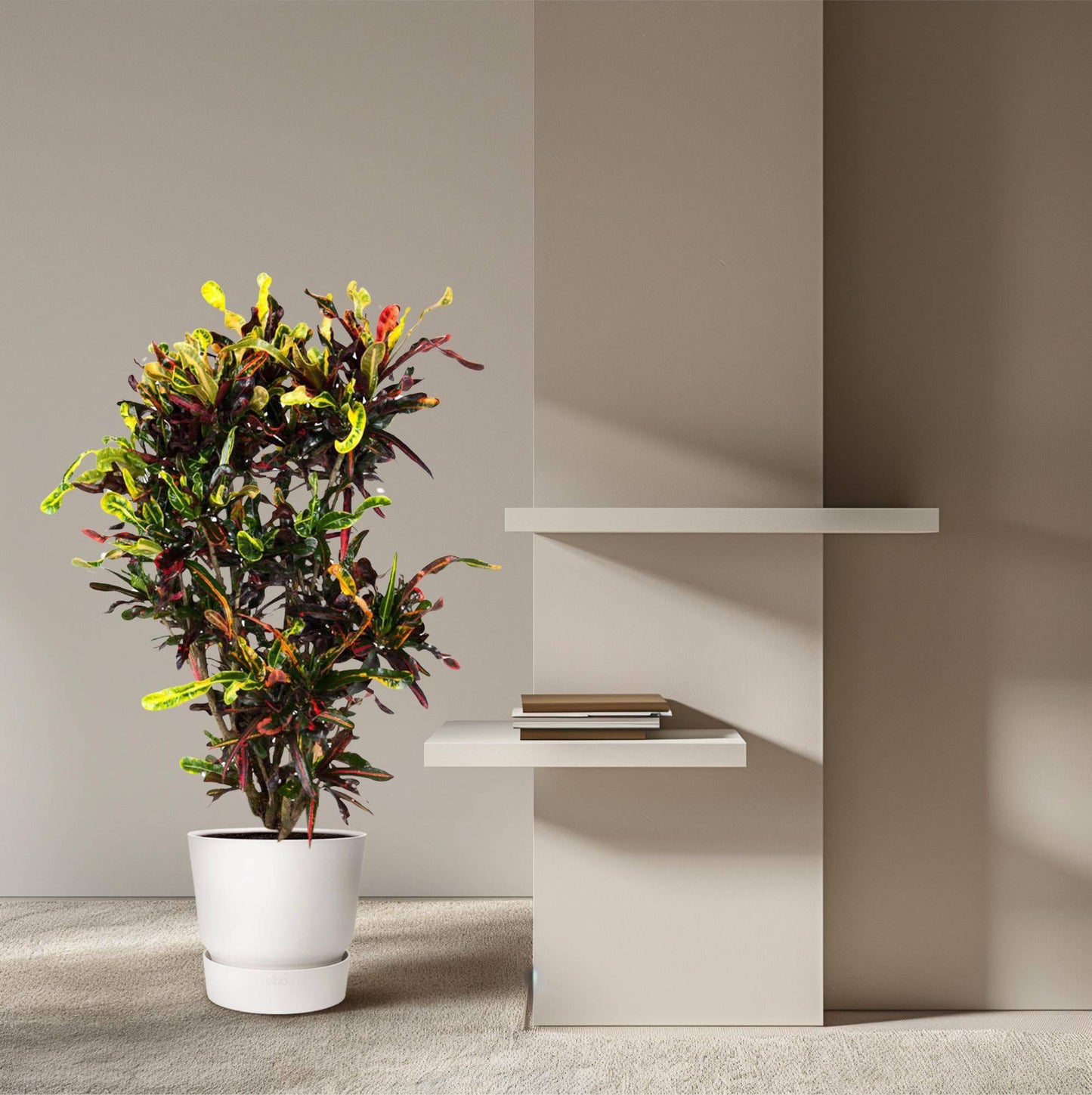 Codiaeum Mammi verzweigt – 120 cm – Ø31 - Botanic-Vibes