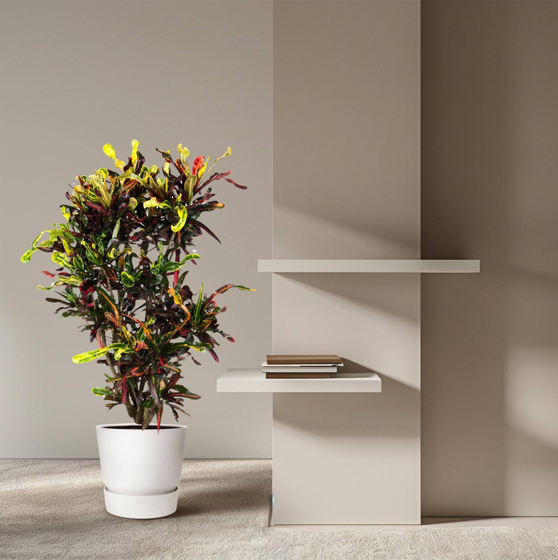 Codiaeum Mammi verzweigt – 120 cm – Ø31 - Botanic-Vibes