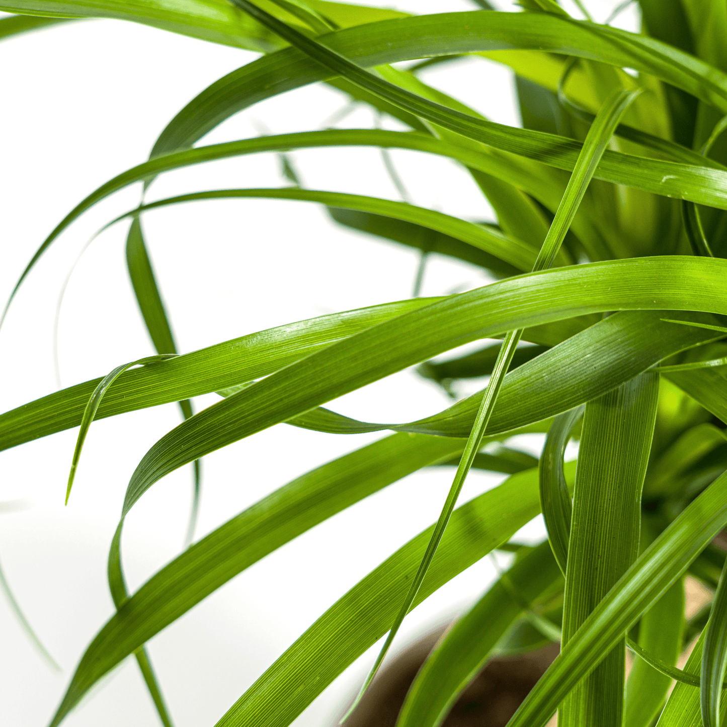 Beaucarnea Recurvata Stamm Ø17cm - ↕40 - 60cm - Botanic-Vibes