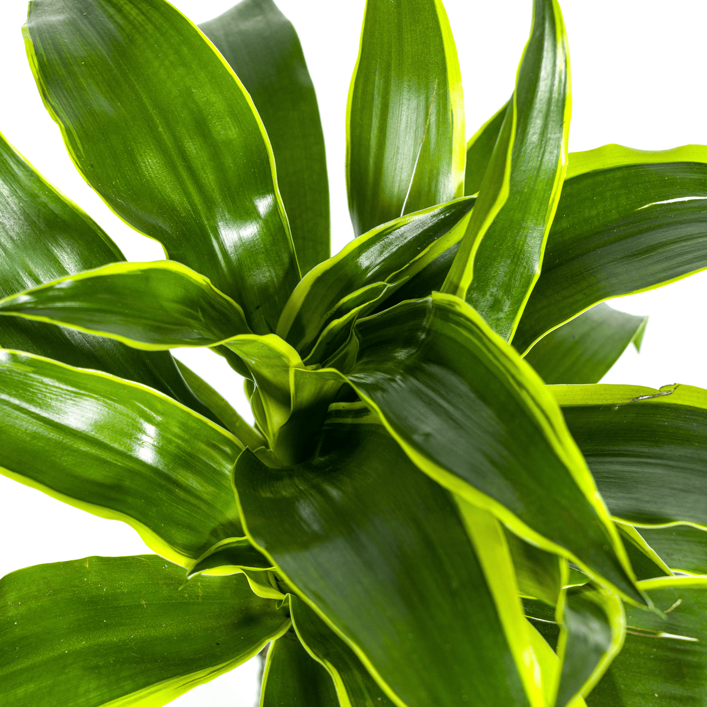 Dracaena Deremensis Dorado Ø19cm - ↕70 - 90cm - Botanic-Vibes