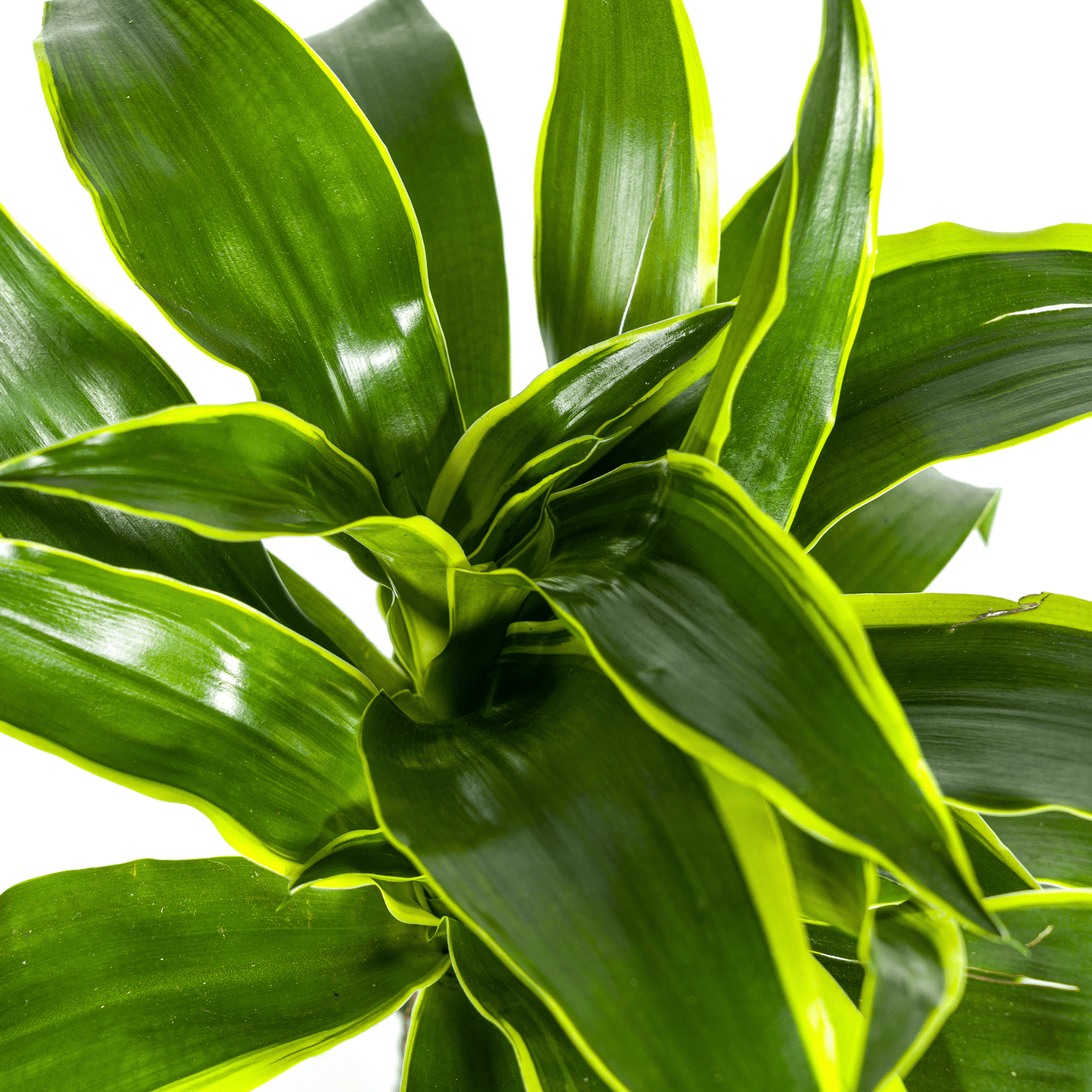 Dracaena Deremensis Dorado Ø19cm - ↕70 - 90cm - Botanic-Vibes