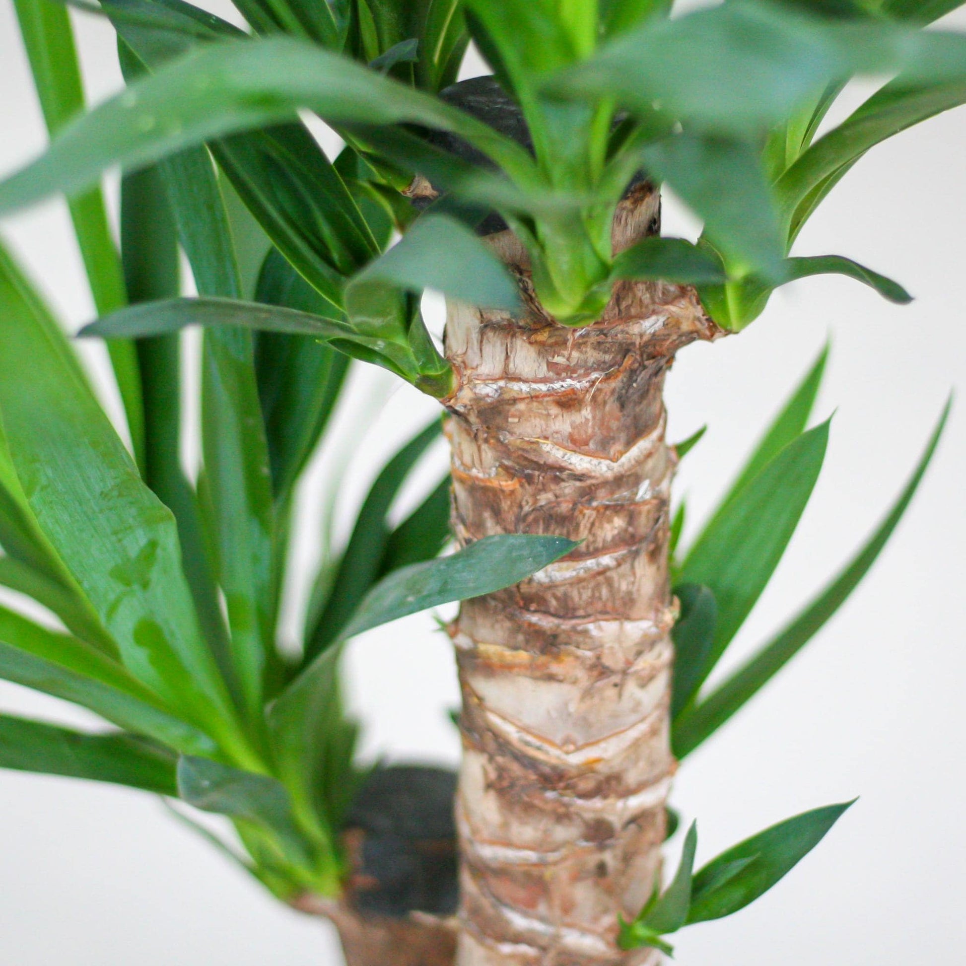 Yucca Elephantipes mit Korb Lissabon Schwarz - 90cm - Ø21 - Botanic-Vibes