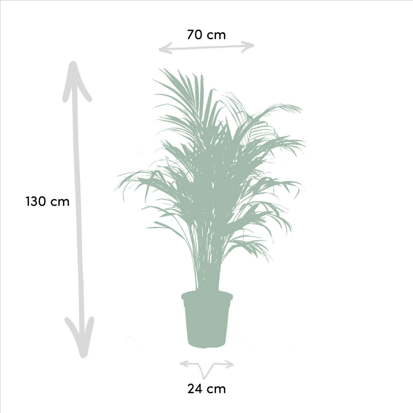 Areca – 130 cm – Ø24 + Yucca – 100 cm – Ø21