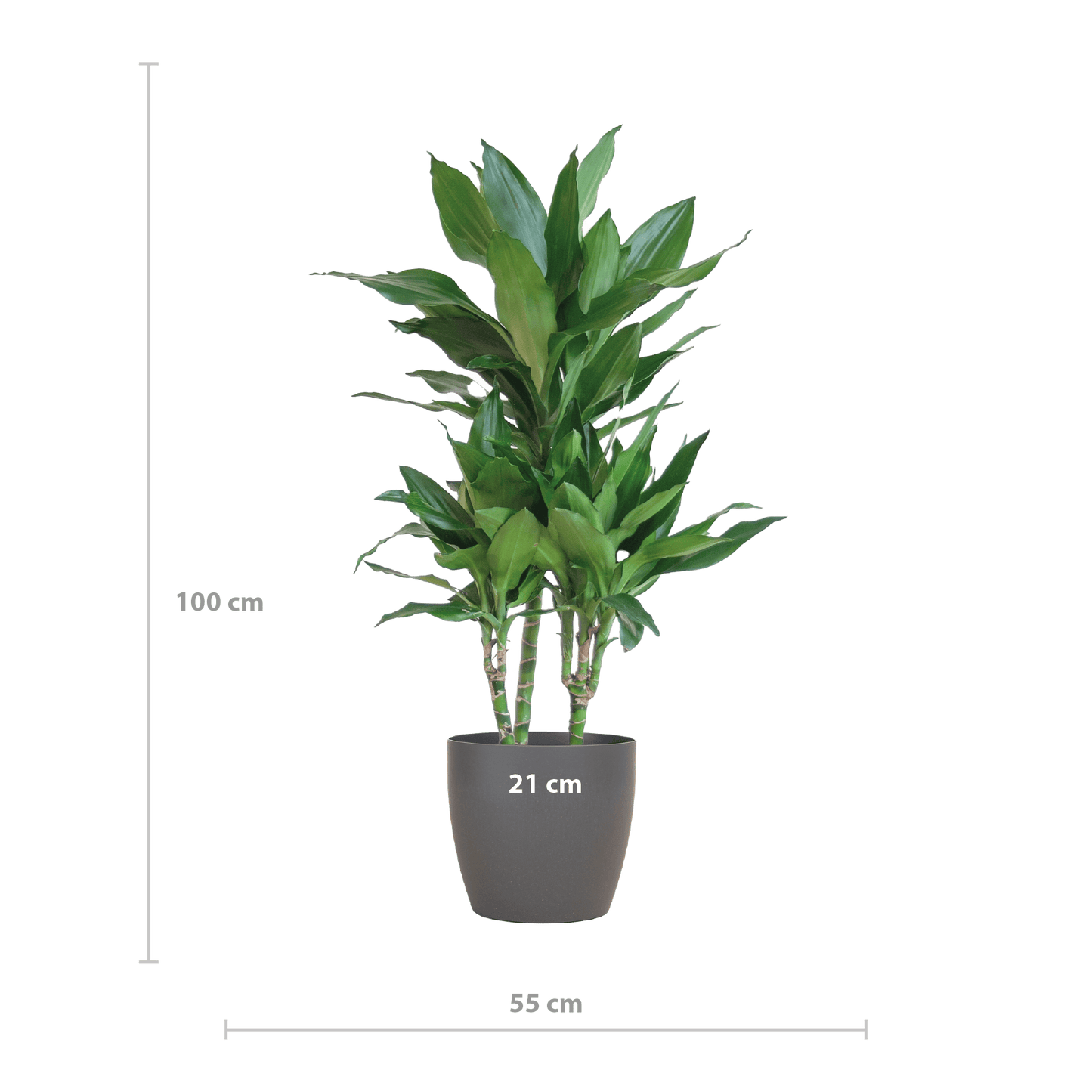 Dracaena  Janet Lindt mit Viber grau - 95cm - Ø21 - Botanic-Vibes