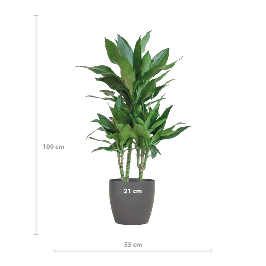 Dracaena  Janet Lindt mit Viber grau - 95cm - Ø21 - Botanic-Vibes
